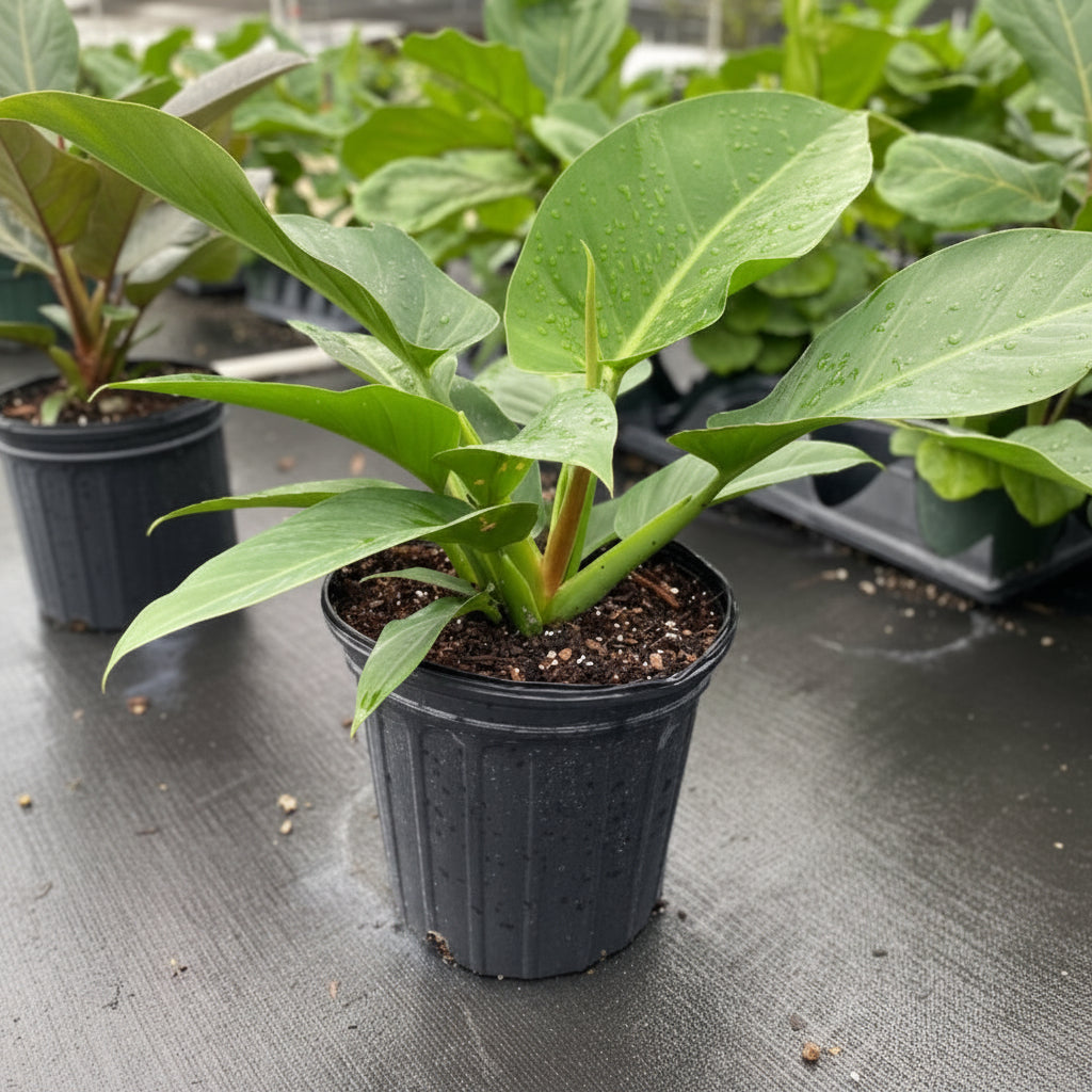 Philodendron Green Princess outside view