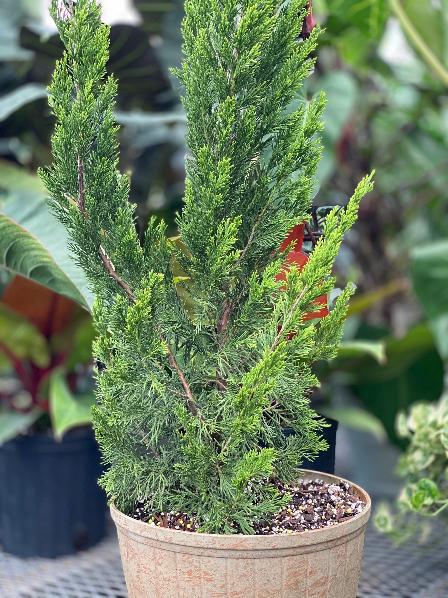 Hollywood Juniper Juniperus Chinensis Torulosa