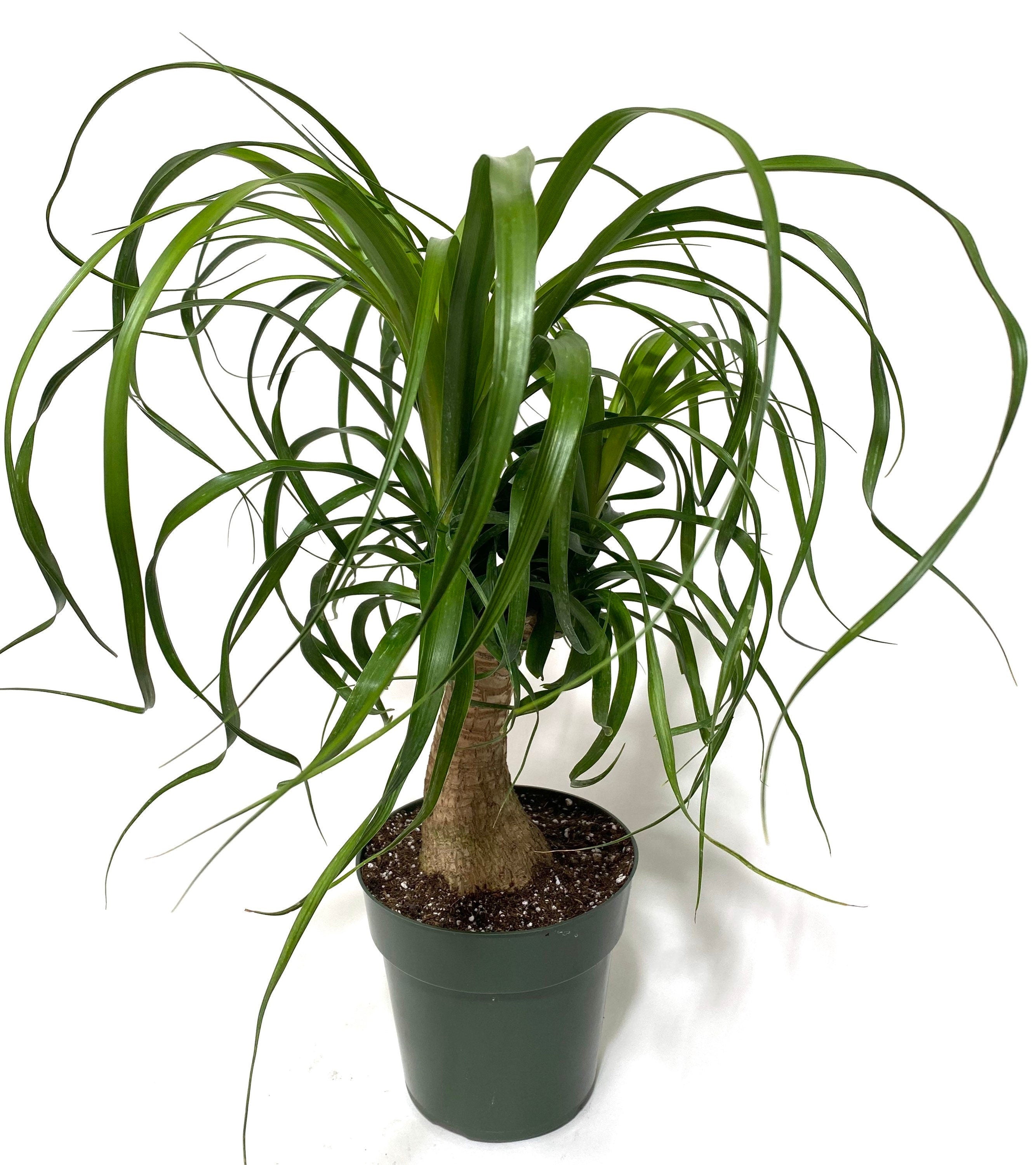 Ponytail Palm Bonsai, Elephant&