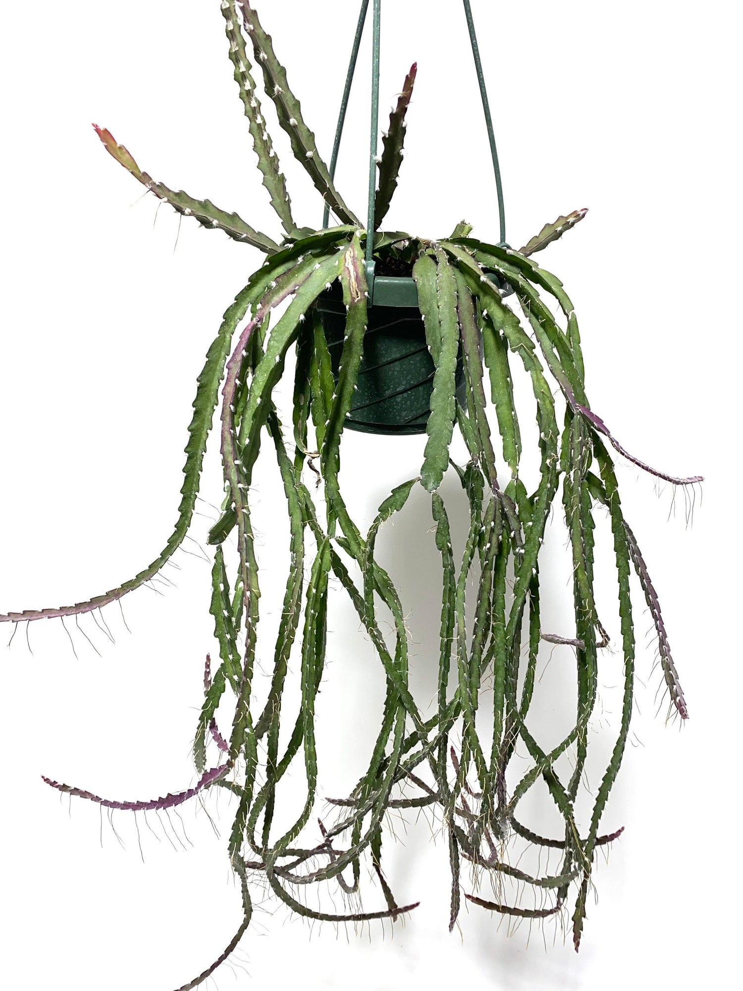 Lepismium Cruciforme Purple, Hurricane Cactus, Stunning Hanging Plant Vines with white background
