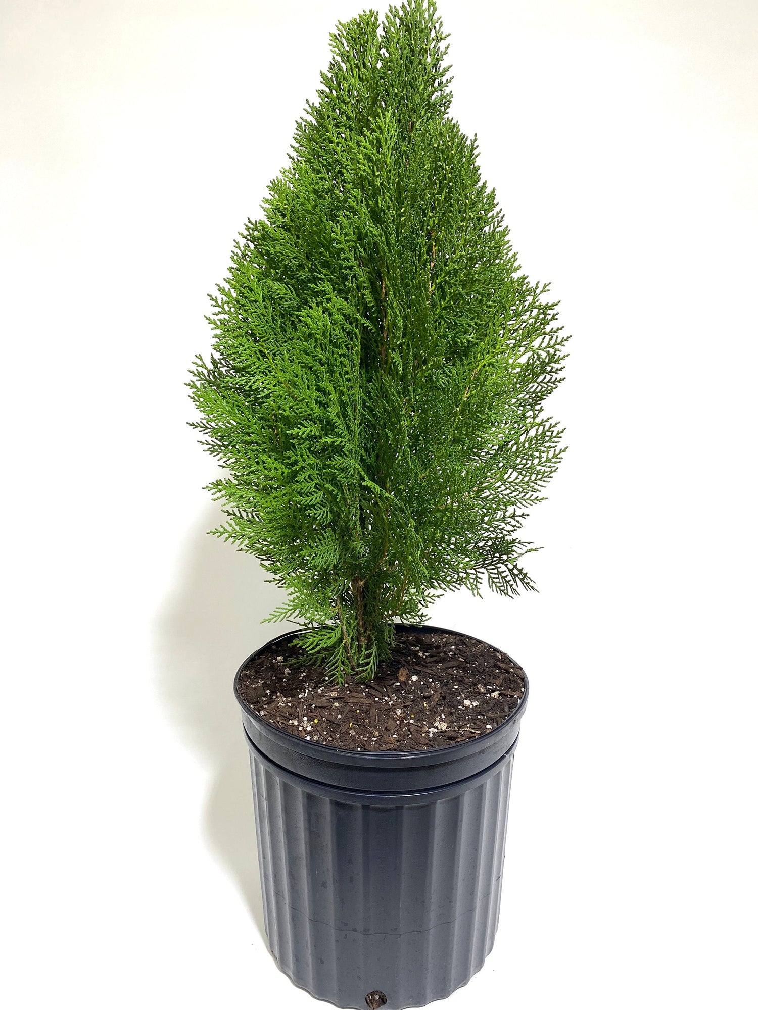 Blue Cone Arborvitae Thuja Orientalis Cypress