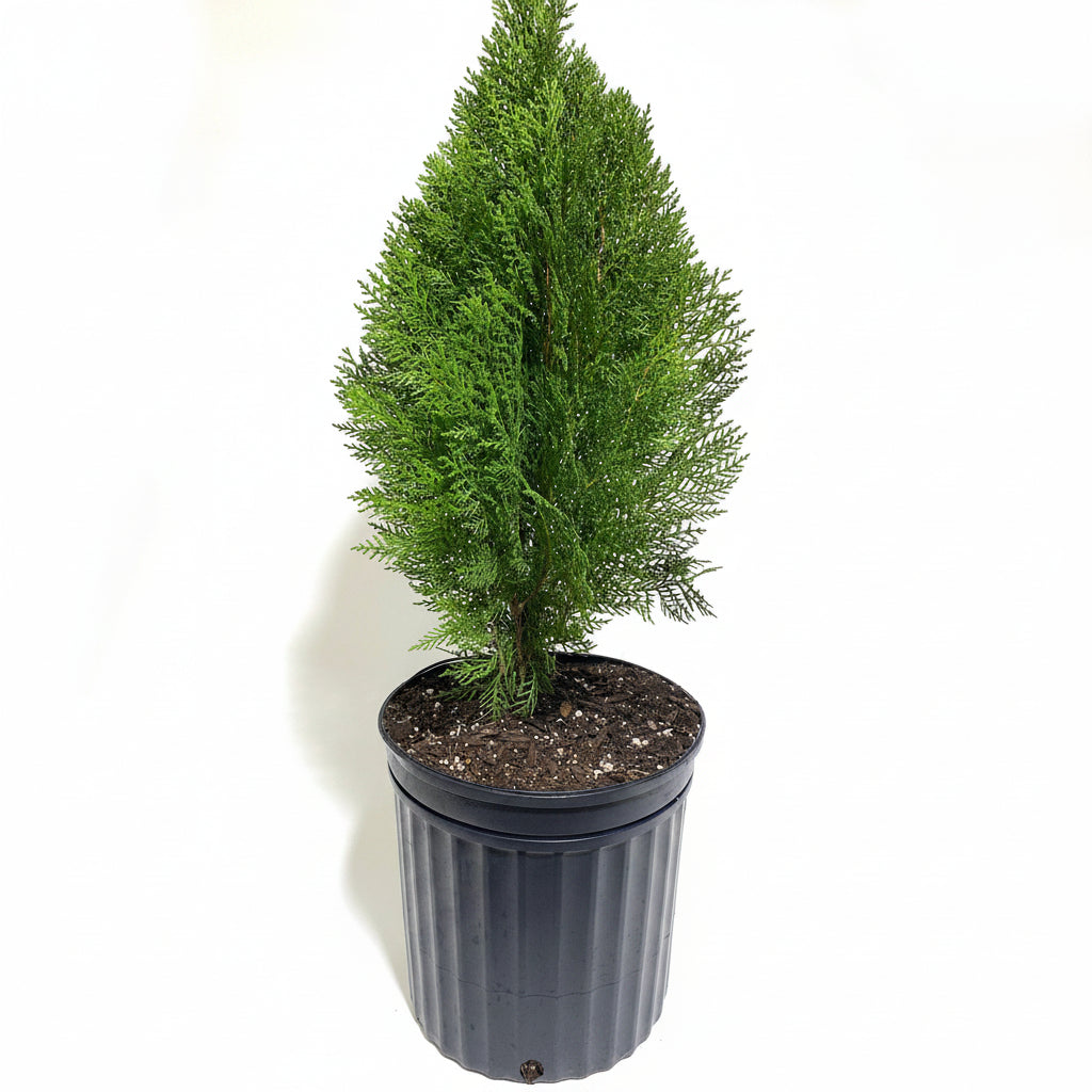 A small blue cone conical green evergreen tree in a dark gray plastic nursery pot with soil, photographed against a plain white background.