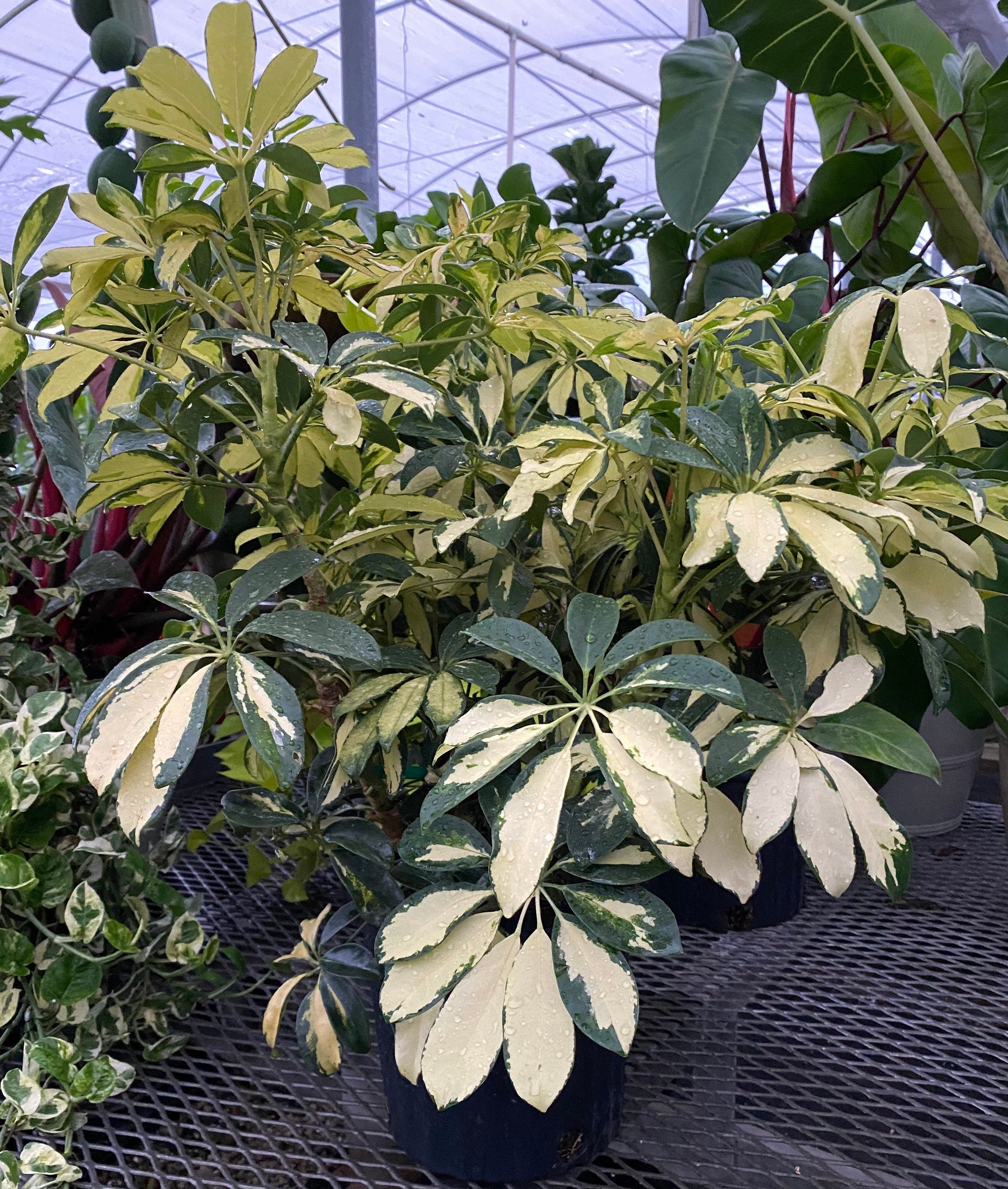 Trinette Arbaricola, Umbrella Tree Live Plant outside view
