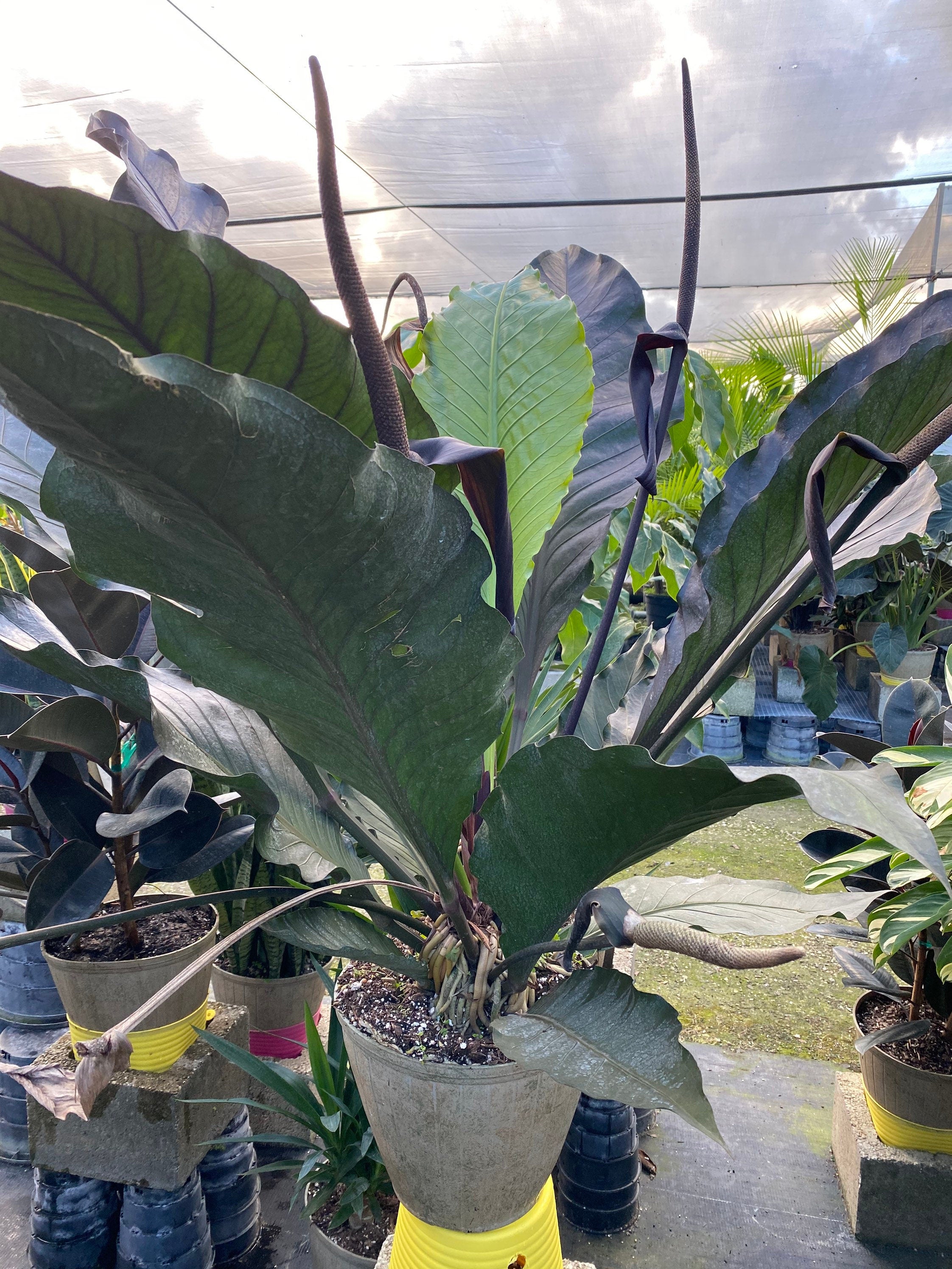 Anthurium Hookeri Ruffles, Birds Nest