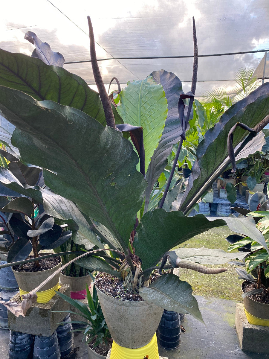 A dark-leafed Rubber Tree planted in a smooth, round Crescent Garden White Deco Eva Pot