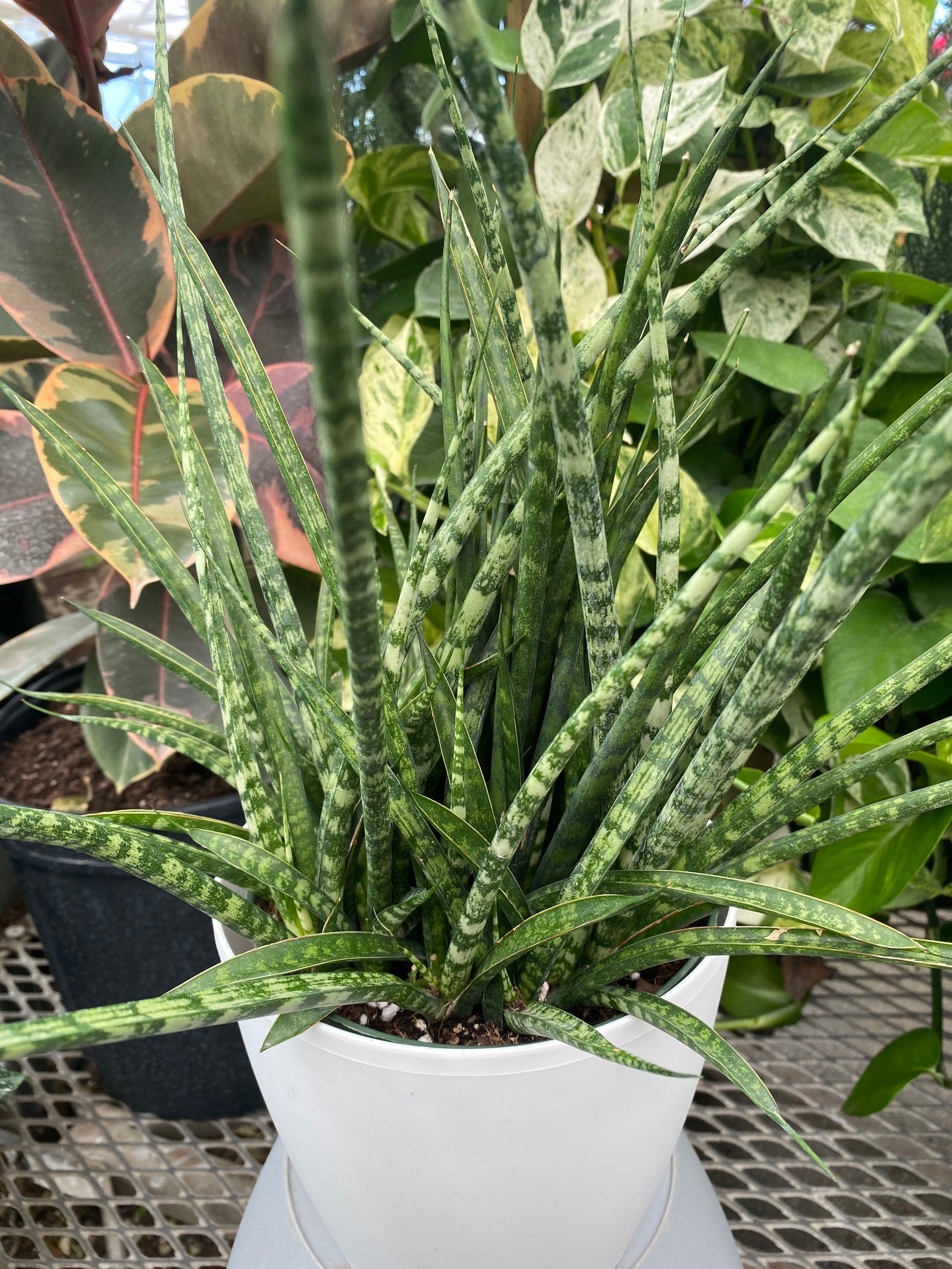close view of Sansevieria Fernwood Mikado in White Deco Pot