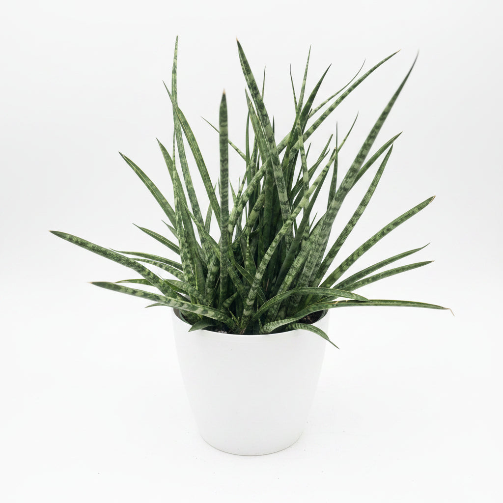 close view of Sansevieria Fernwood Mikado in White Deco Pot