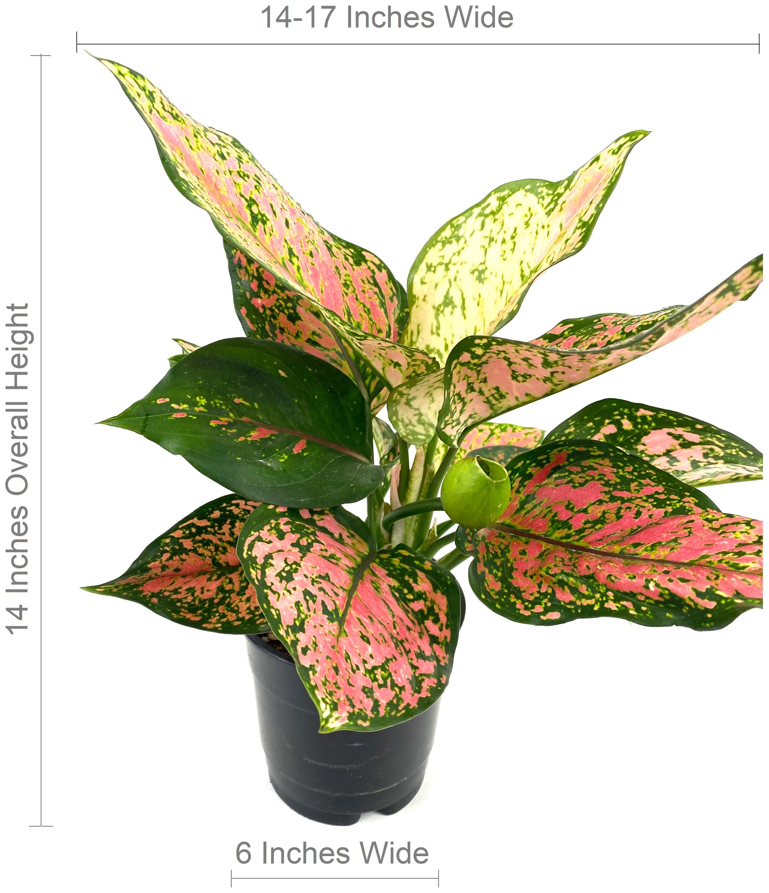 Aglaonema Wishes, Chinese Evergreen Variegated size
