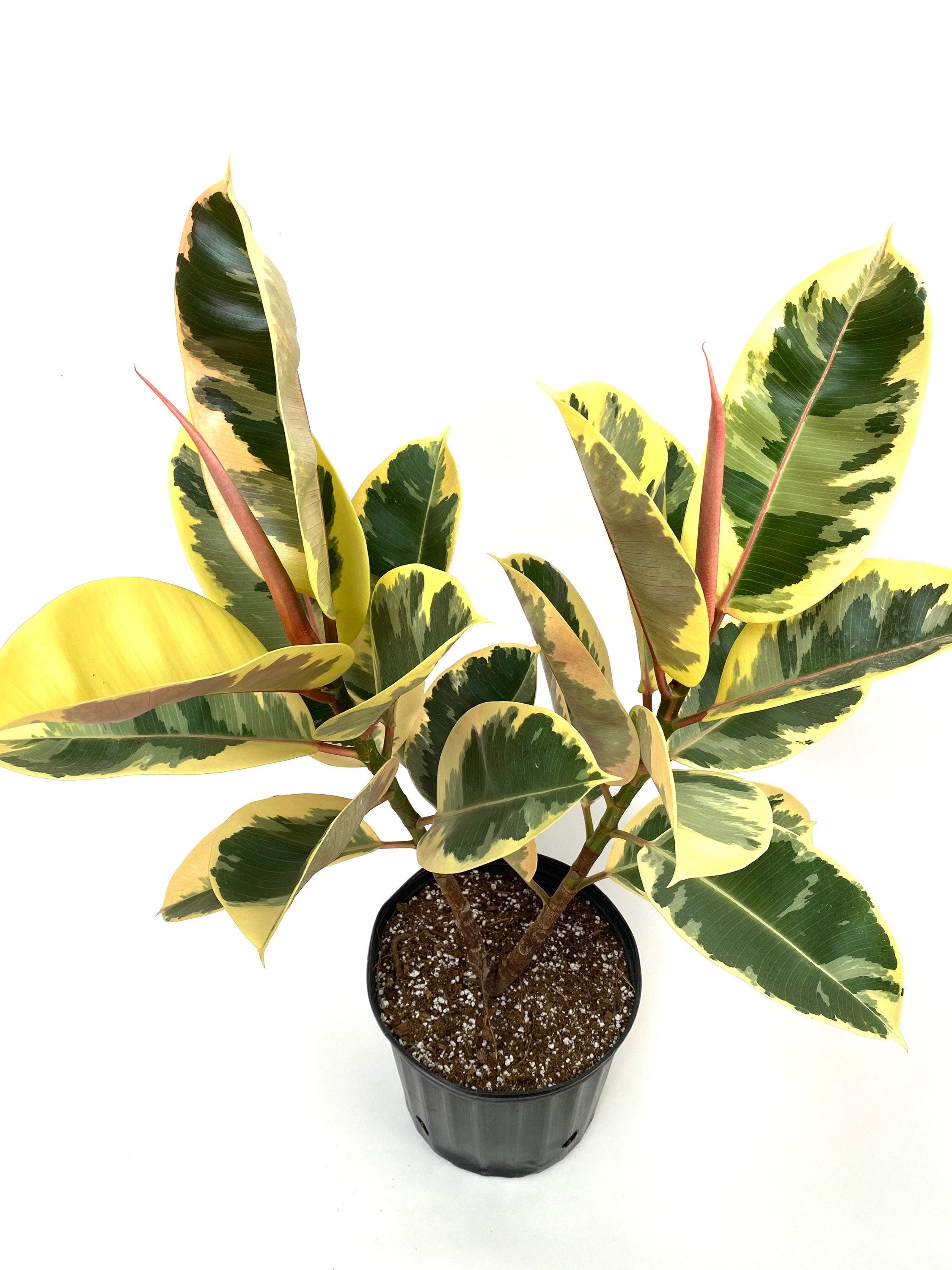 upper view of Ficus Tineke Tree Form Double, Variegated Rubber Tree