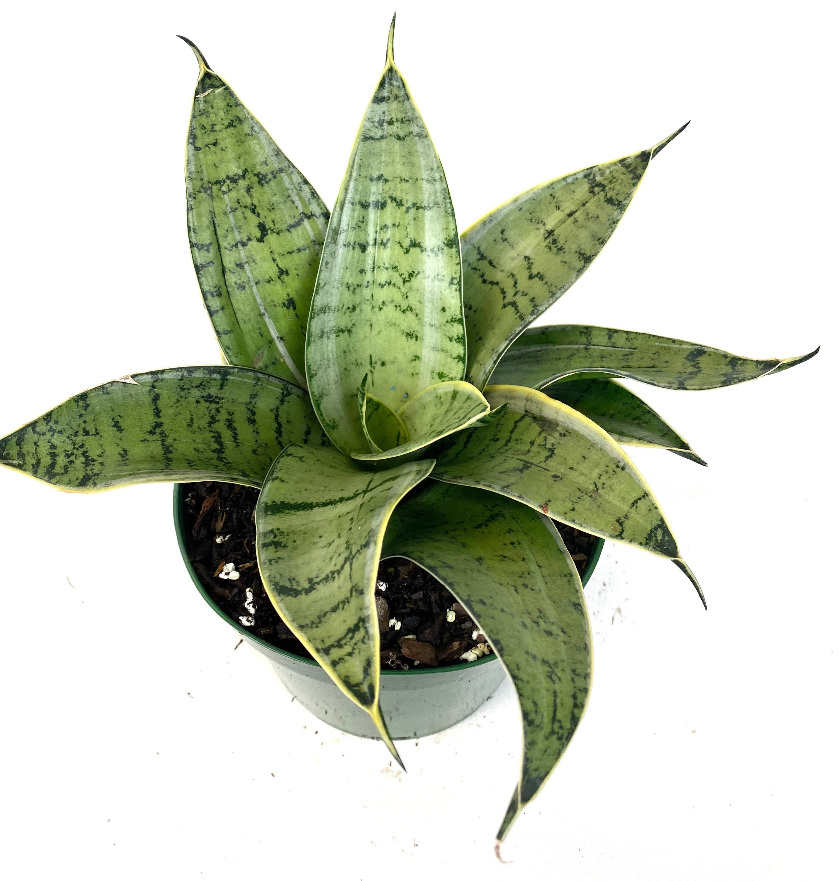 Sansevieria Hahnii Silver, Snake Plant, 6in White Deco Pot