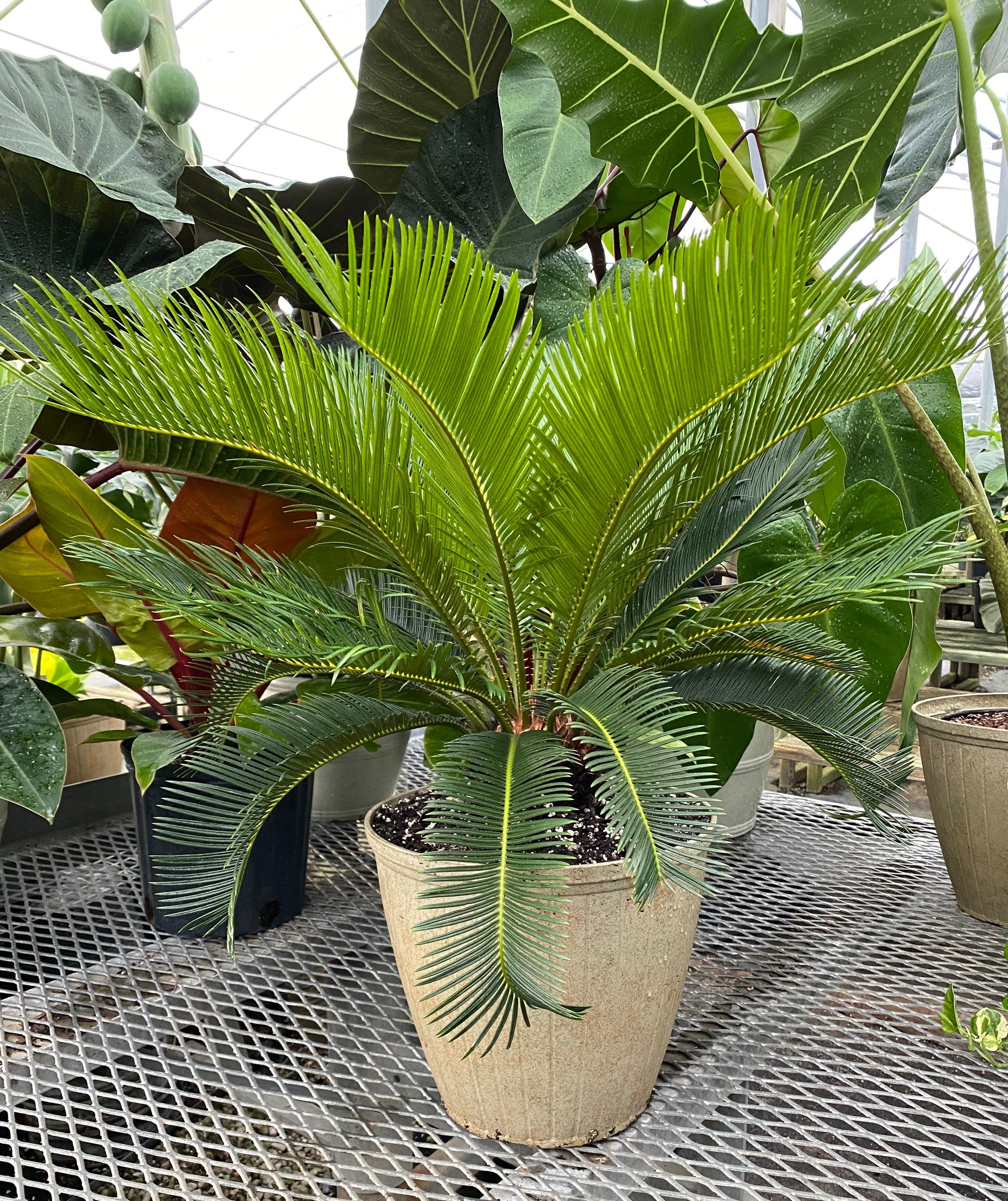 Palm King Sago Palm, Cycas Revoluta, Exotic