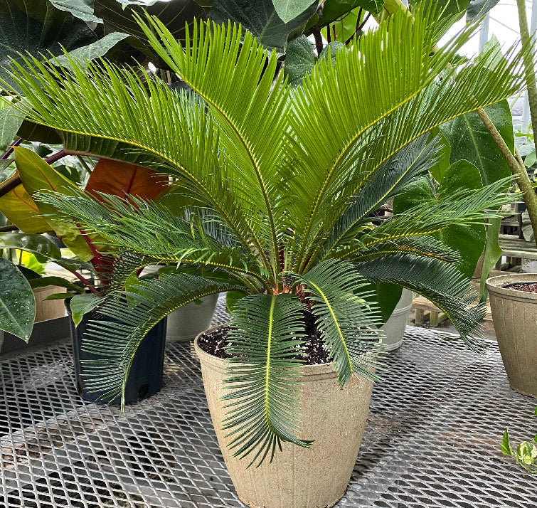 A sago palm (Cycas revoluta) also known as King Sago Palm