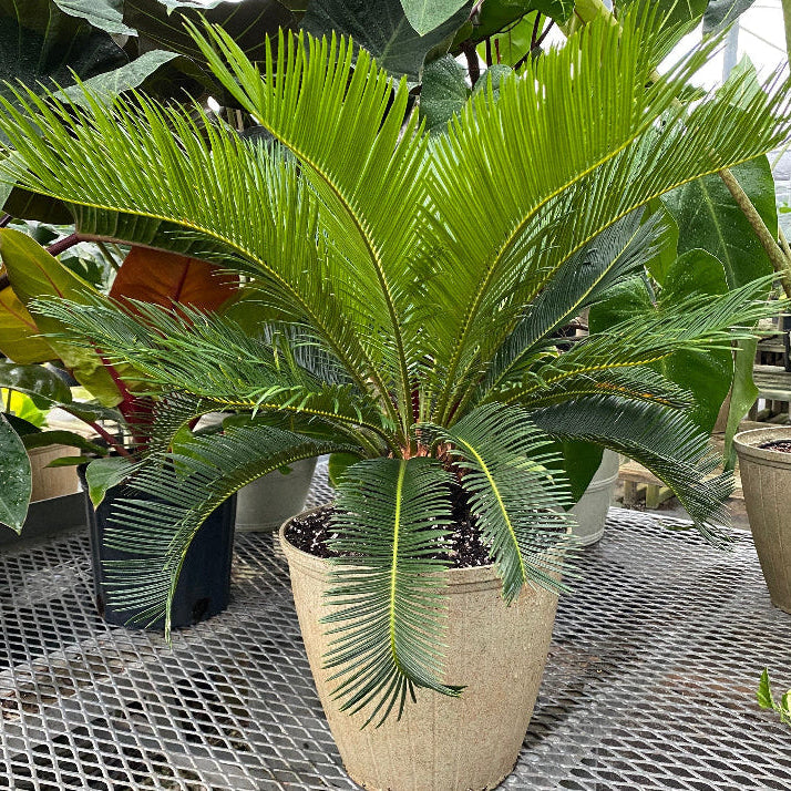 A sago palm (Cycas revoluta) also known as King Sago Palm