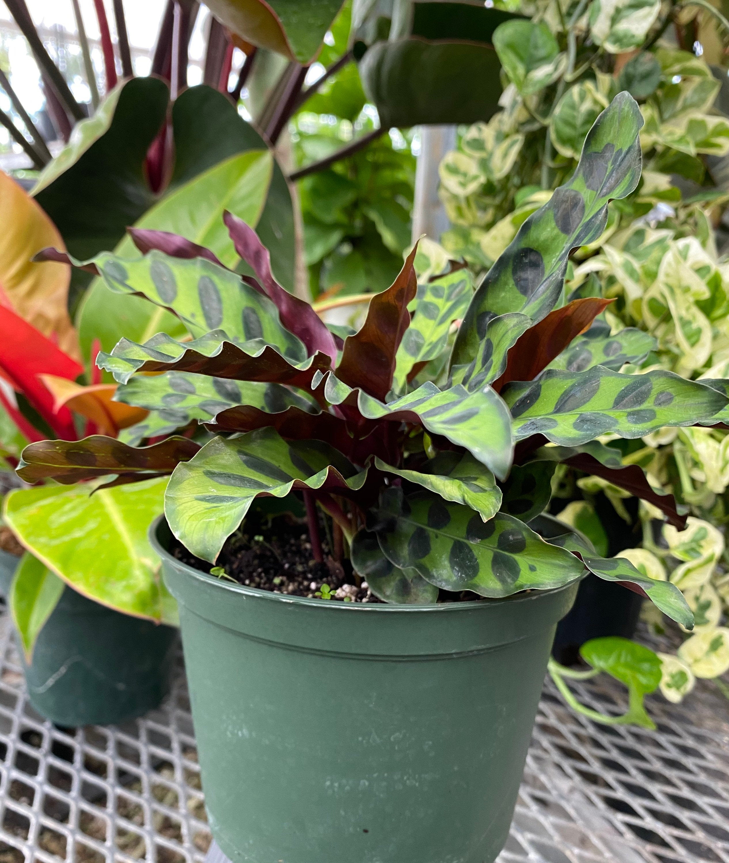 view of Calathea RattleSnake Prayer Plants