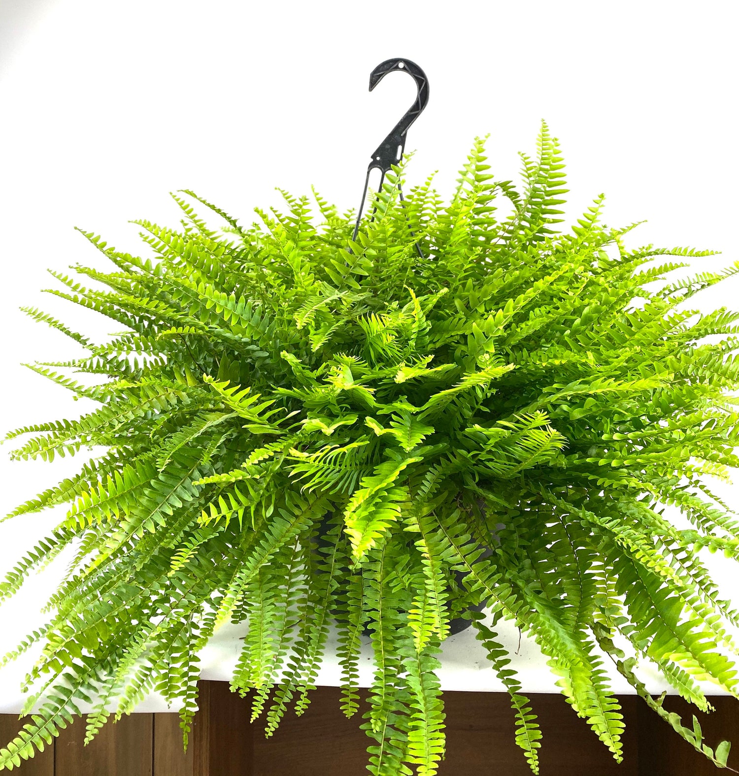 closeup view of Boston Fern in Hanging Basket Extra Large