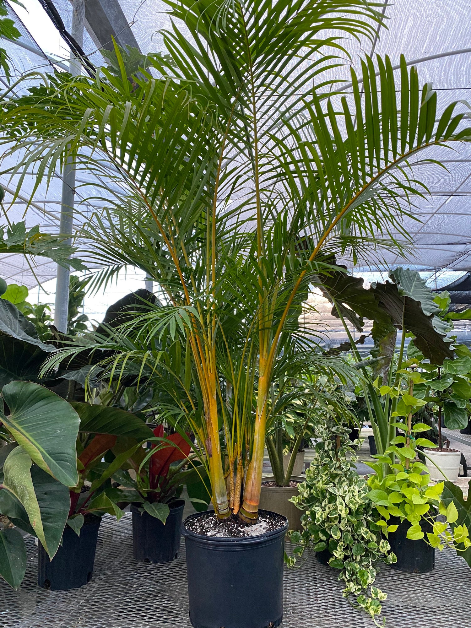 Areca Palm, Golden Cane, Dypsis Lutescens in a pot