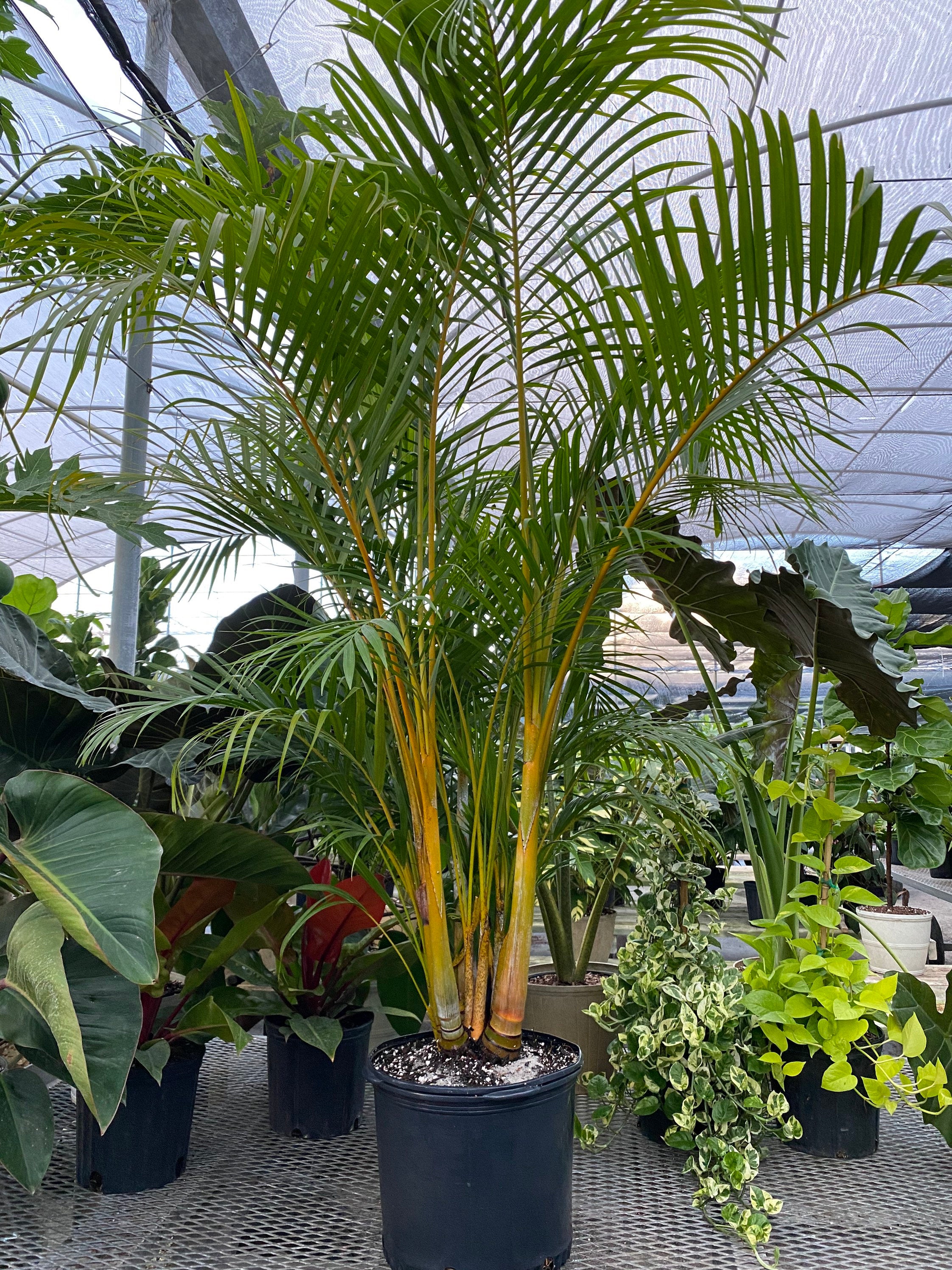 Areca Palm, Golden Cane, Dypsis Lutescens in a pot