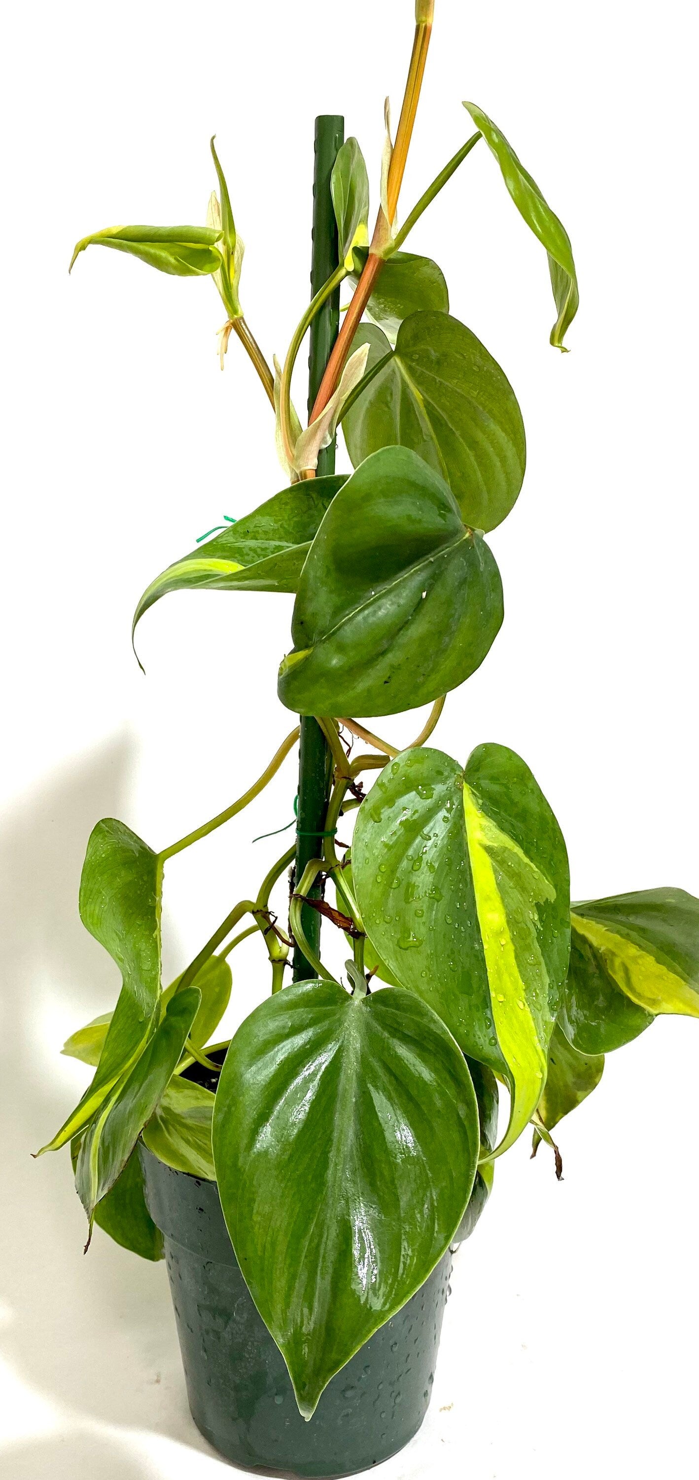 beside wall view of Philodendron Brazil in Trellis, Live Tropical Plant Vine