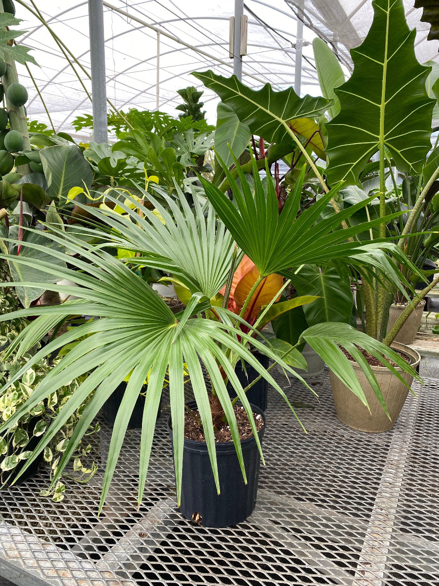 A potted Livistona Roundleaf Fan Palm featuring distinctive circular, glossy green pleated fronds, sitting in a black nursery pot