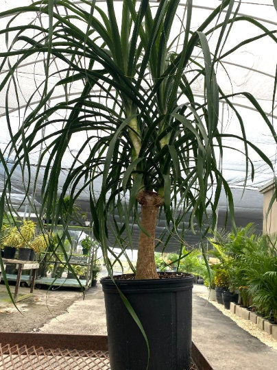 Ponytail Palm Bonsai, Elephant&