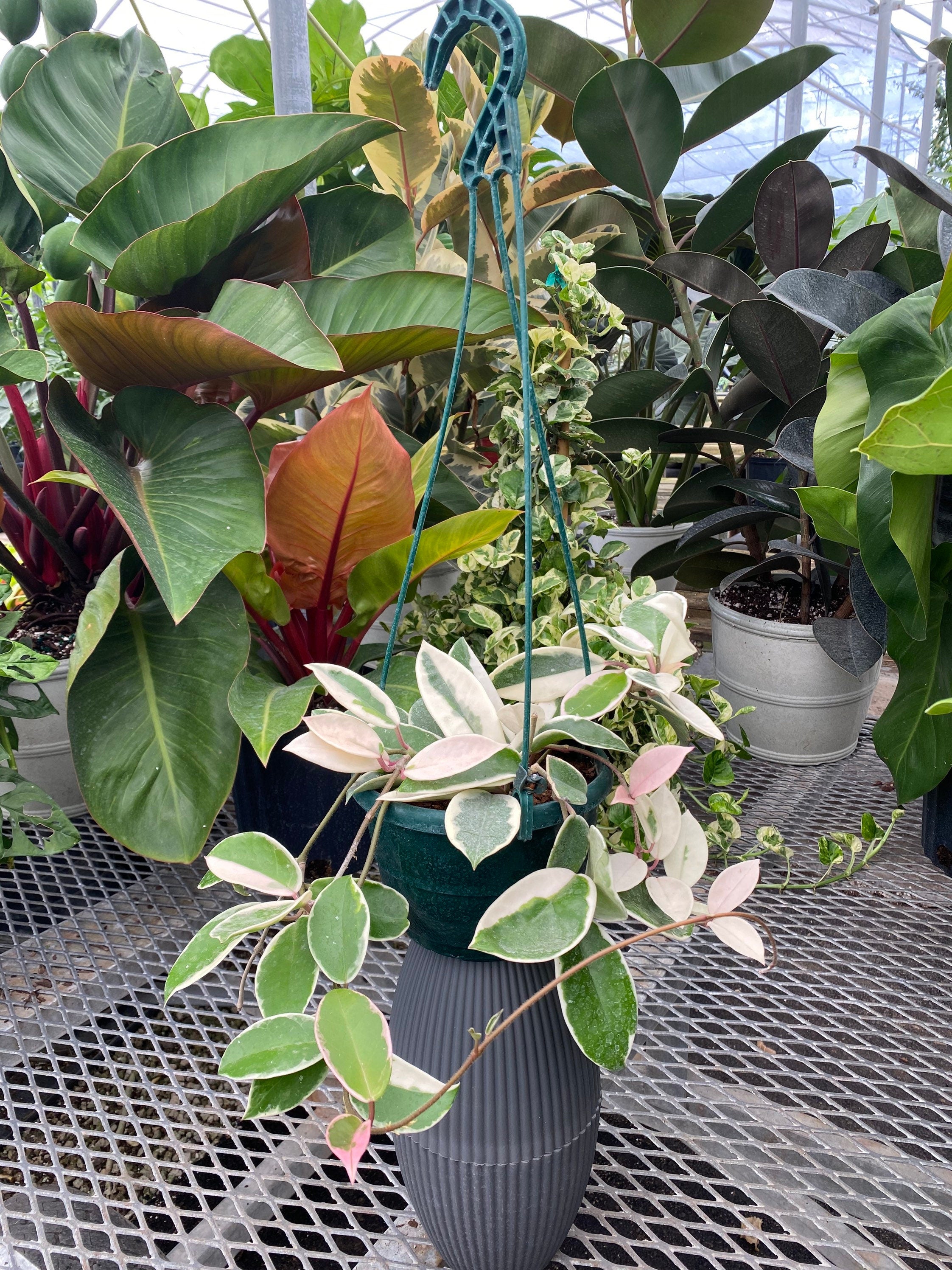 Hoya Krimson Queen in Hanging Basket, Hoya Carnosa Variegated in a grey pot