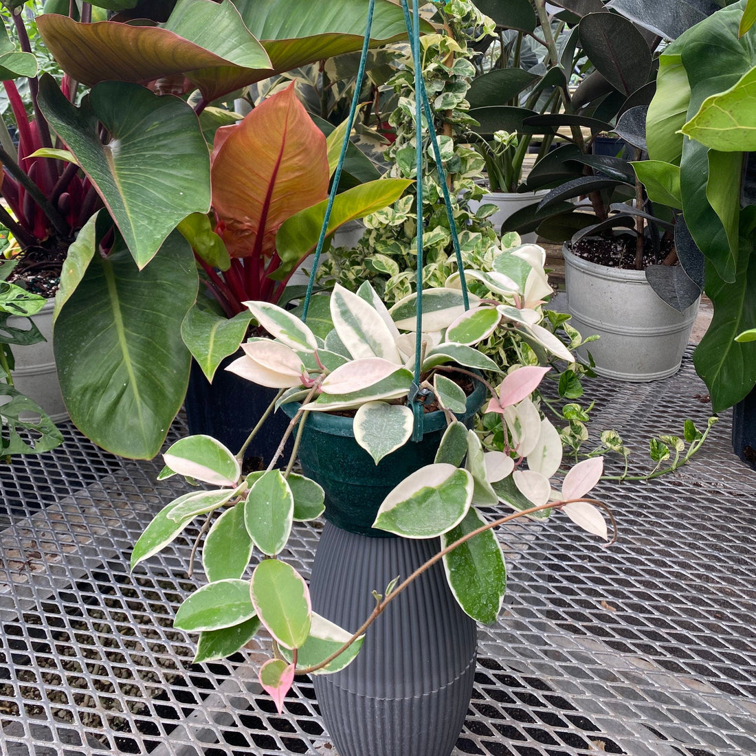 Hoya Krimson Queen in Hanging Basket, Hoya Carnosa Variegated in a grey pot