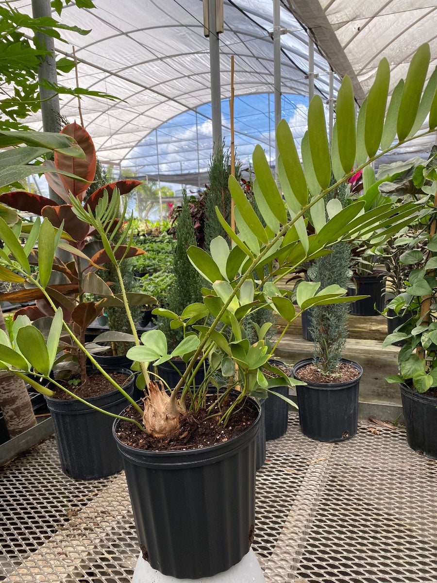 A potted Cardboard Palm Tree (Zamia furfuracea Cycad) featuring stiff, textured green fronds