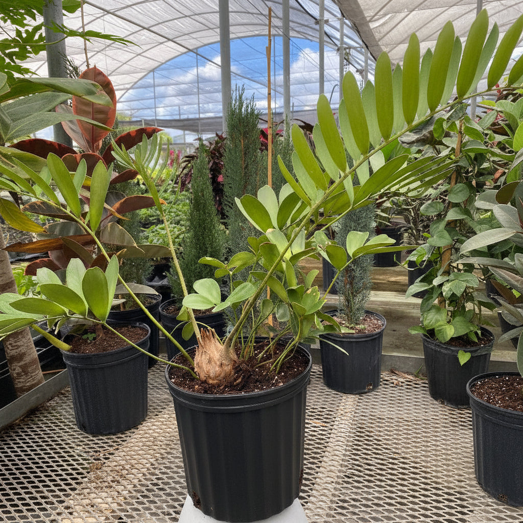 A potted Cardboard Palm Tree (Zamia furfuracea Cycad) featuring stiff, textured green fronds