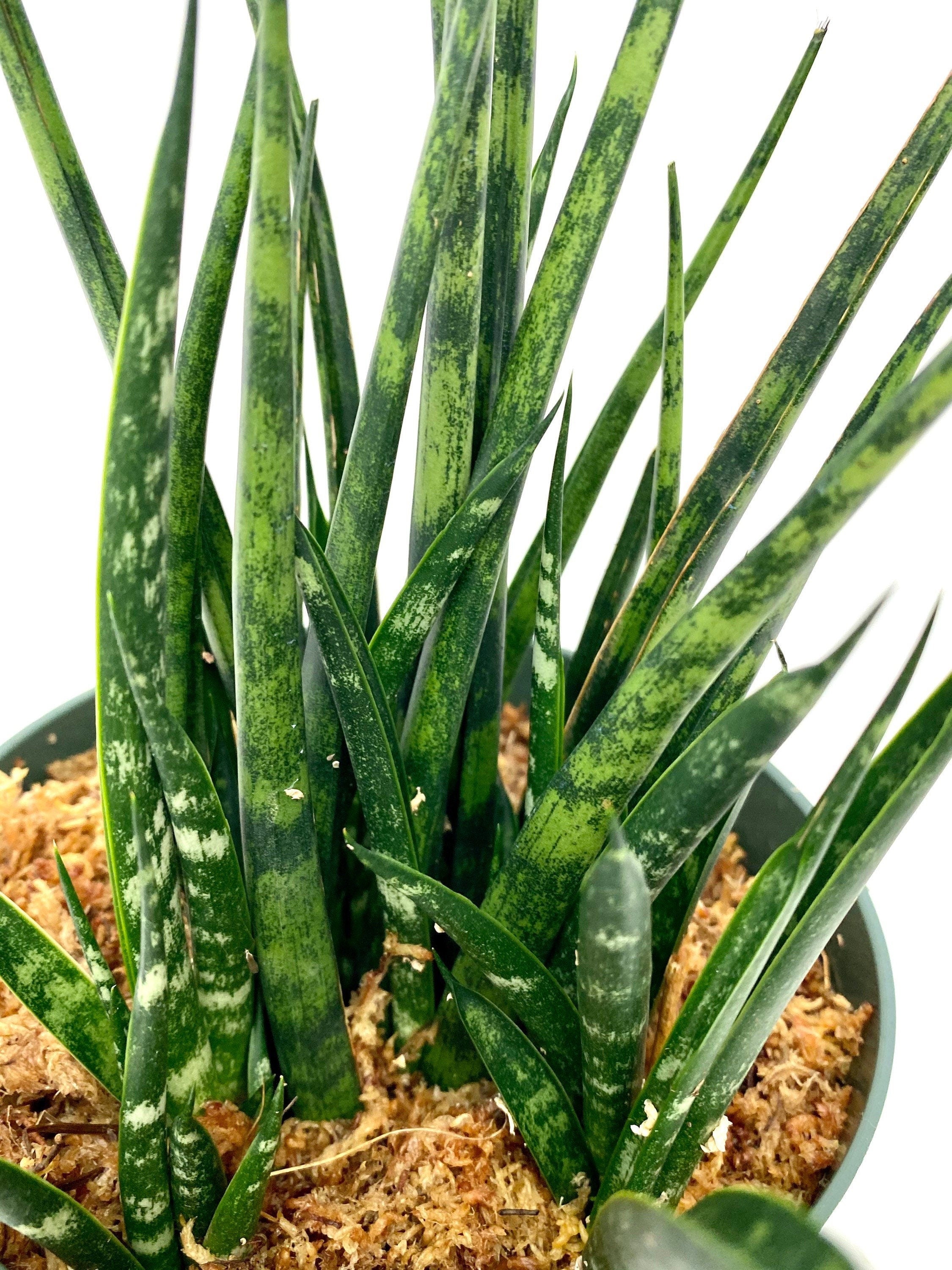 closeup view of Sansevieria Fernwood Mikado, Snake Plant