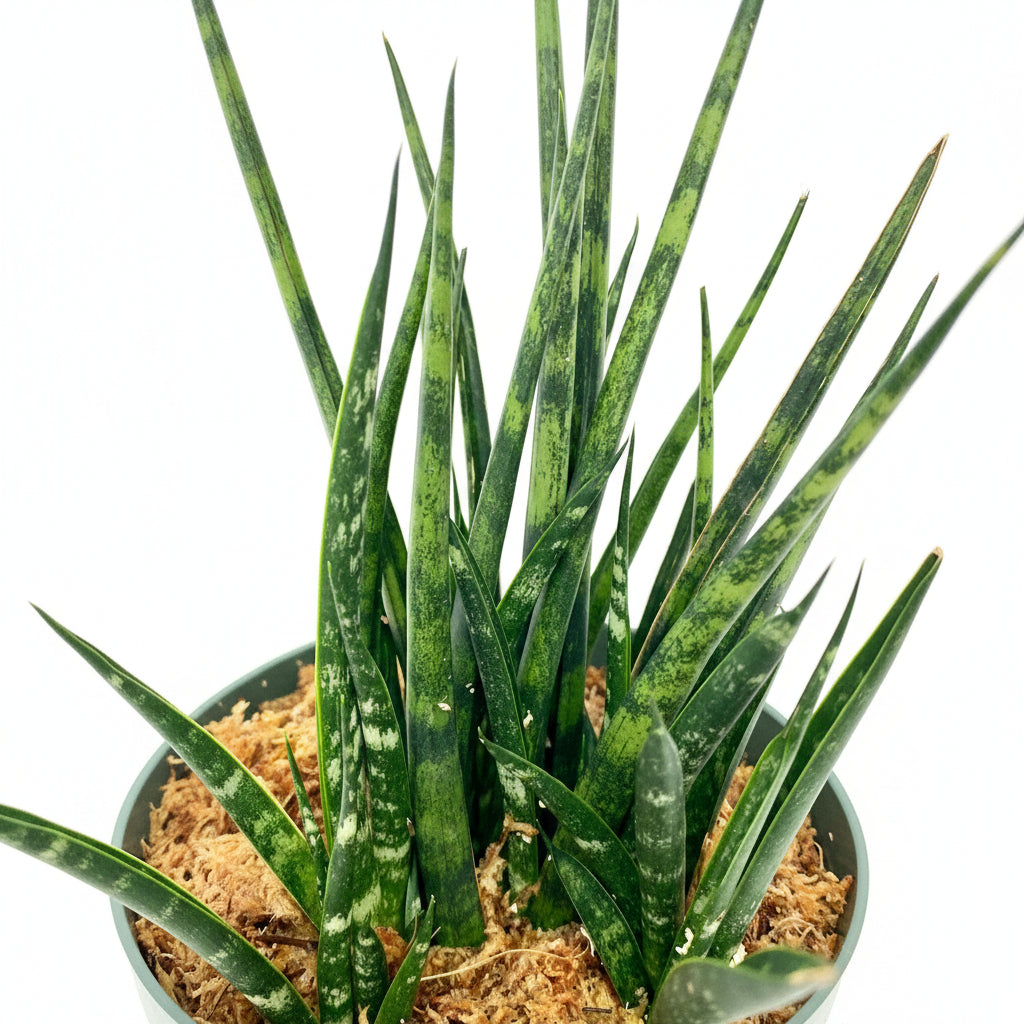 closeup view of Sansevieria Fernwood Mikado, Snake Plant