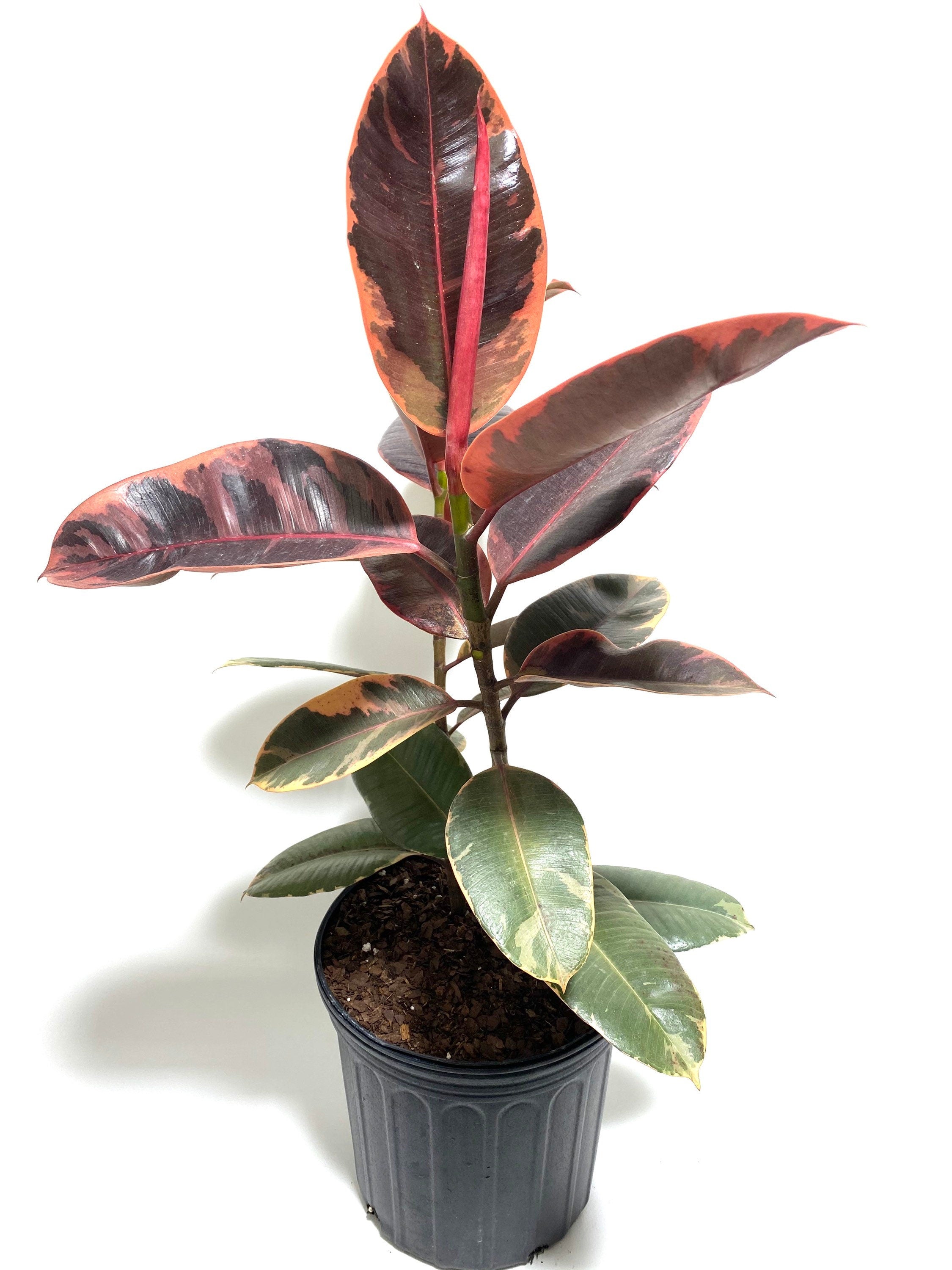 Ficus Ruby Tree Form 2-Stem, Rubber Tree Live Plant Indoor Air Purifier in a black