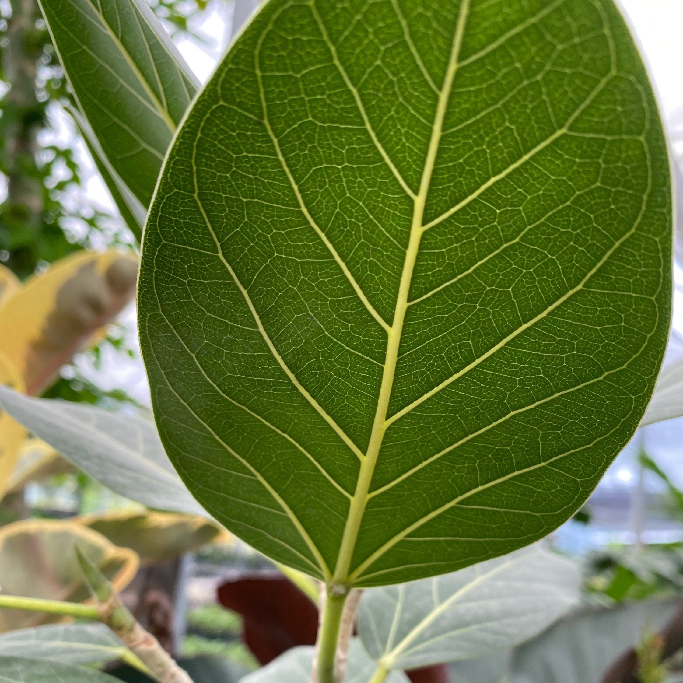 Close-up of a Ficus Banyan Tree Form Single Stem, Ficus Benghalensisis leaf, prominently featuring its broad, vibrant green surface with striking, contrasting yellow veins, showcasing the exquisite details and distinctive tropical foliage of this beautiful plant.