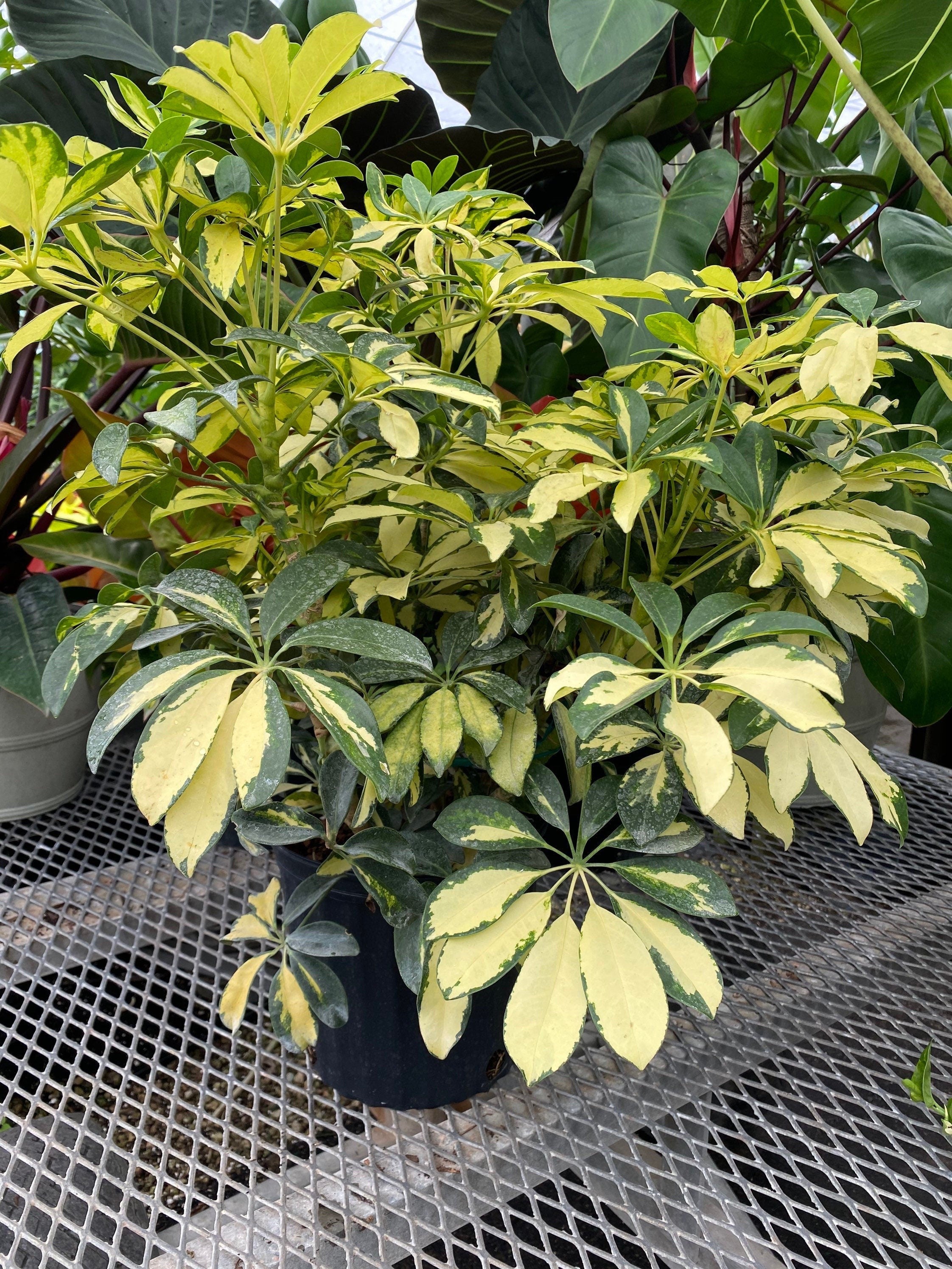 Trinette Arbaricola, Umbrella Tree Live Plant front view