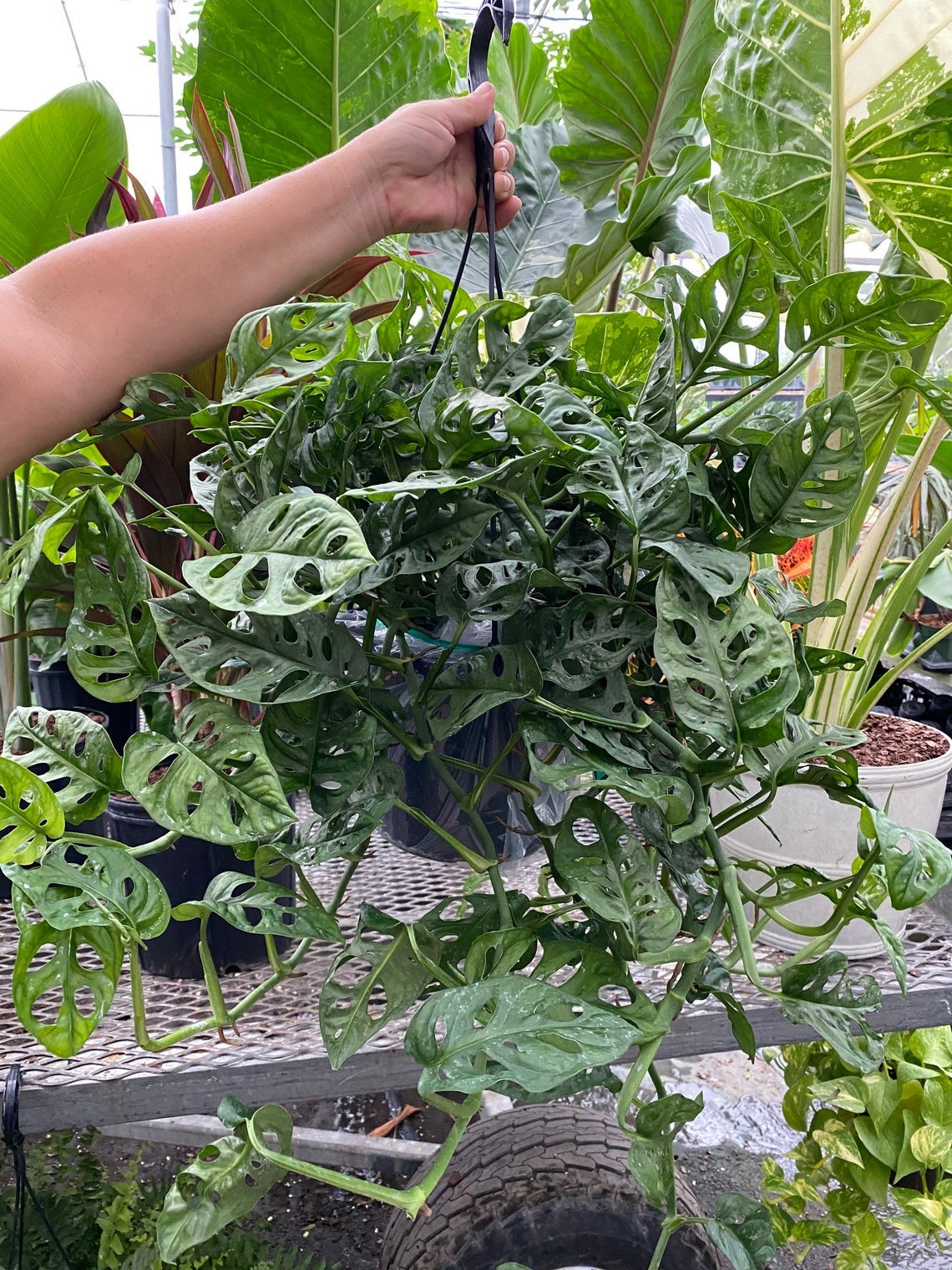 hand holding Monstera Adansonii Swiss cheese Hanging Basket