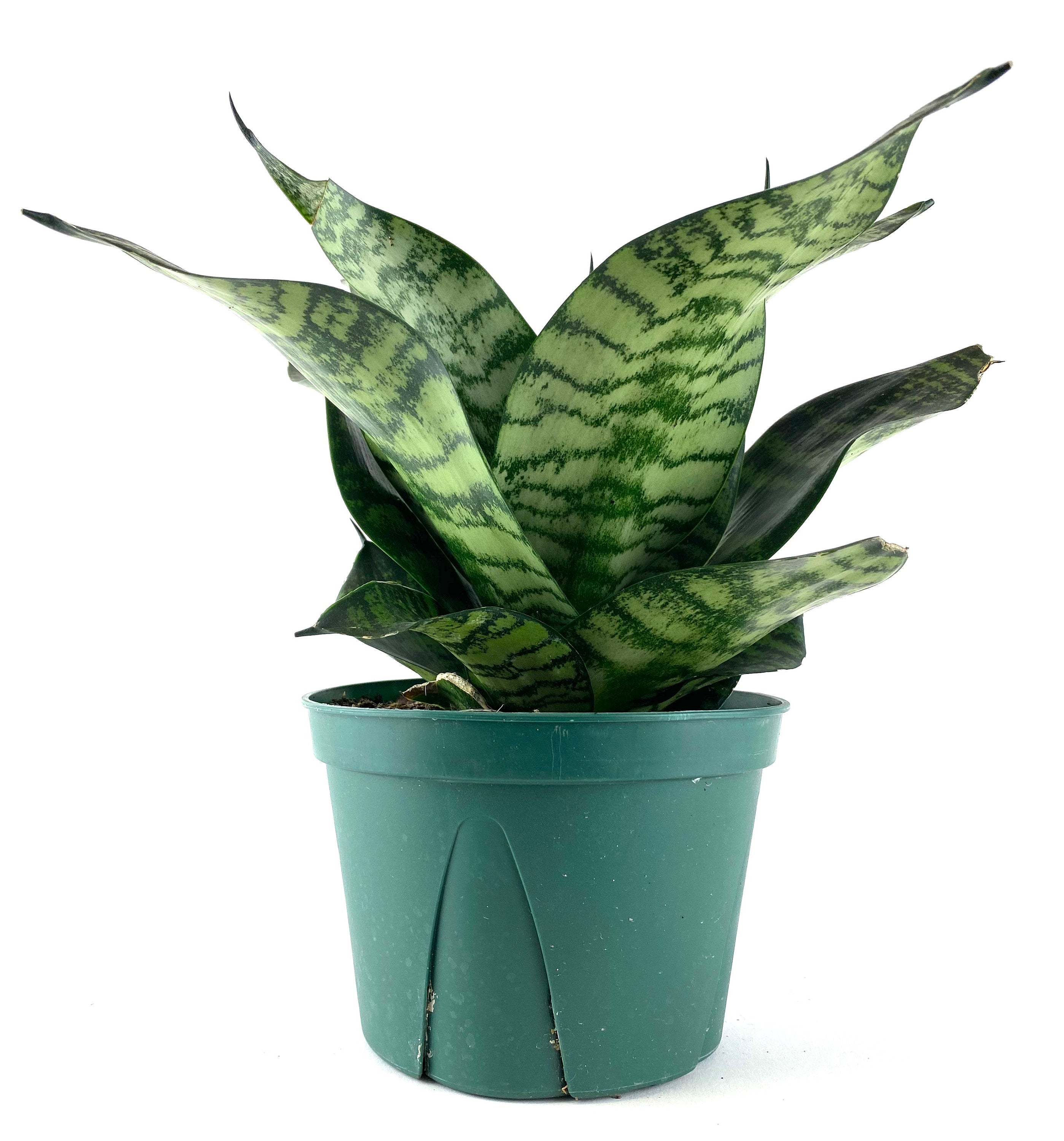 Sansevieria Hahnii Dwarf Robusta, Snake Plant, 6in White Deco Pot