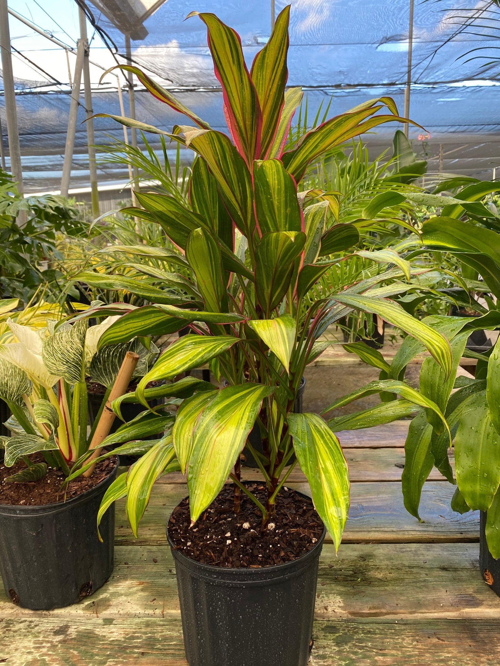 multiple Cordyline kiwi, Hawaiian Ti, Good Luck Plant, Auntie Lou outside