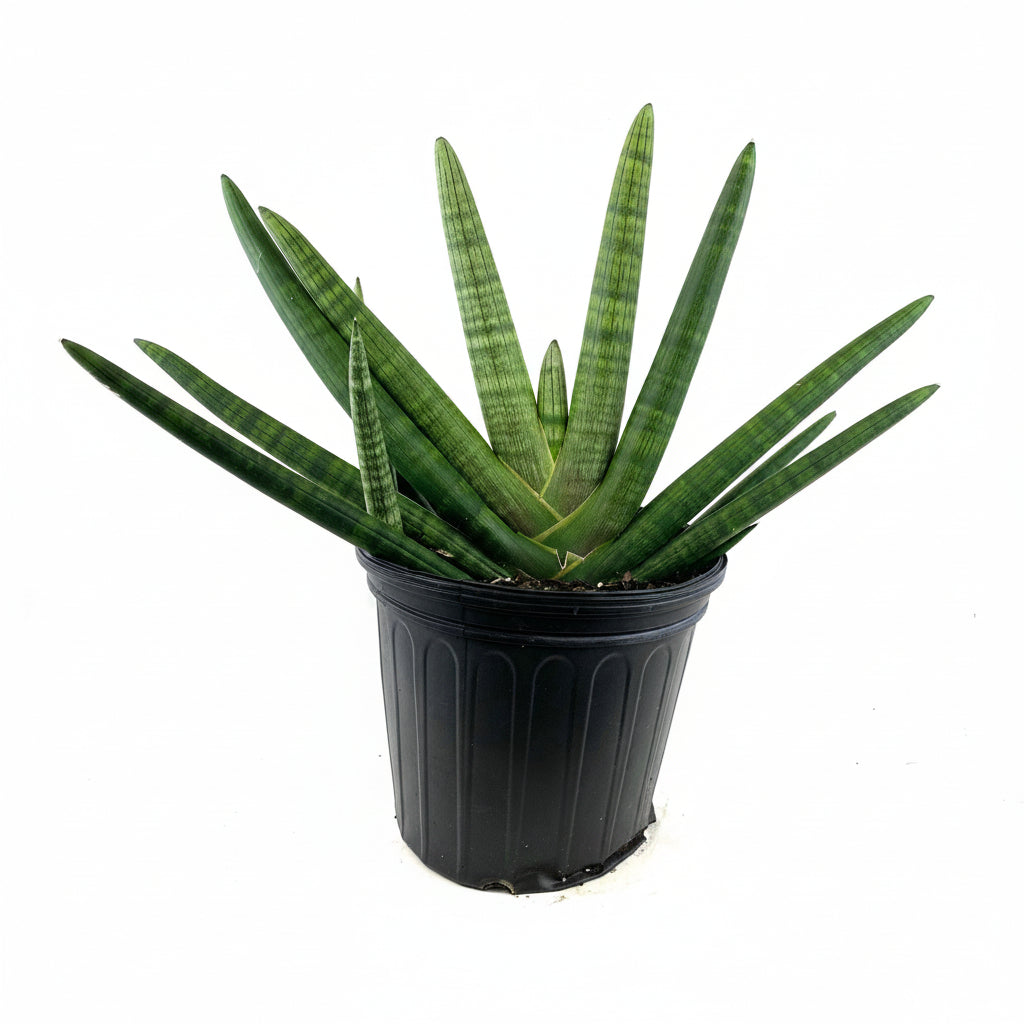 Sansevieria Star Fish Live Plant