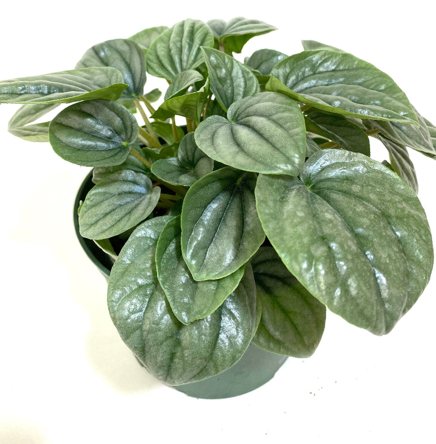 A potted Peperomia Frost featuring distinctive shimmery, silver-green heart-shaped leaves with dark green veins
