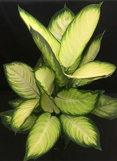Dieffenbachia Tropic Marianne