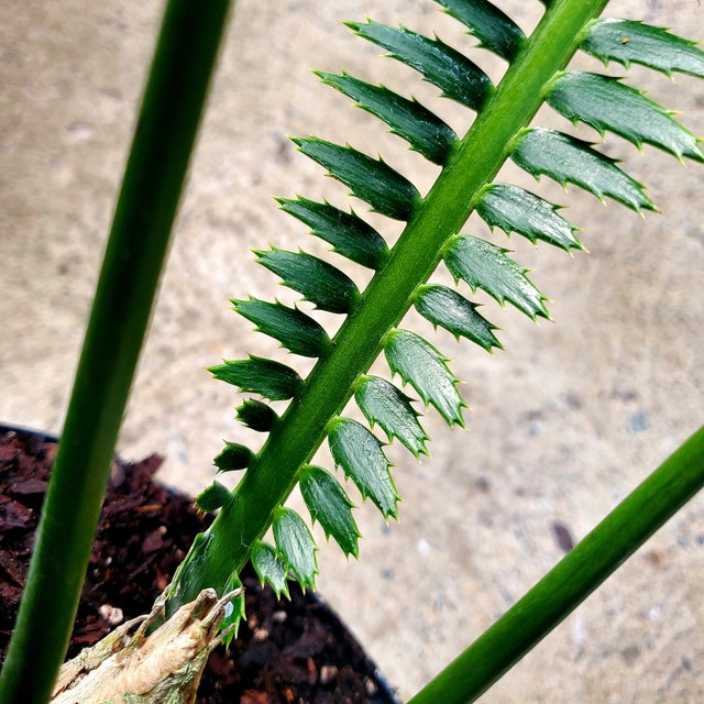 Dioon Spinulosum, Mexican Cycad, Gum Exotic Palm