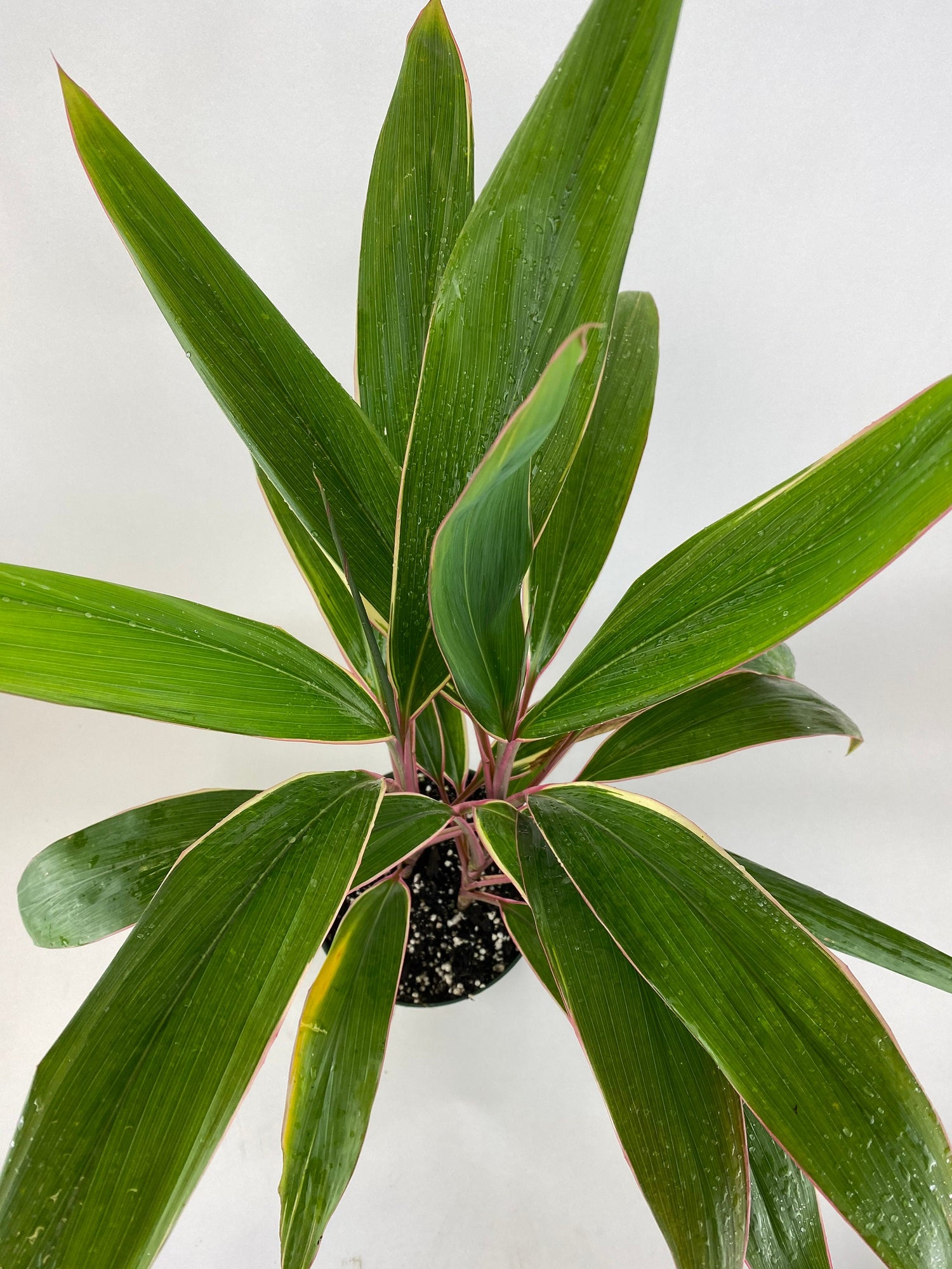 upper view of Cordyline Fruticosa Pink Diamond, Good Luck Plant
