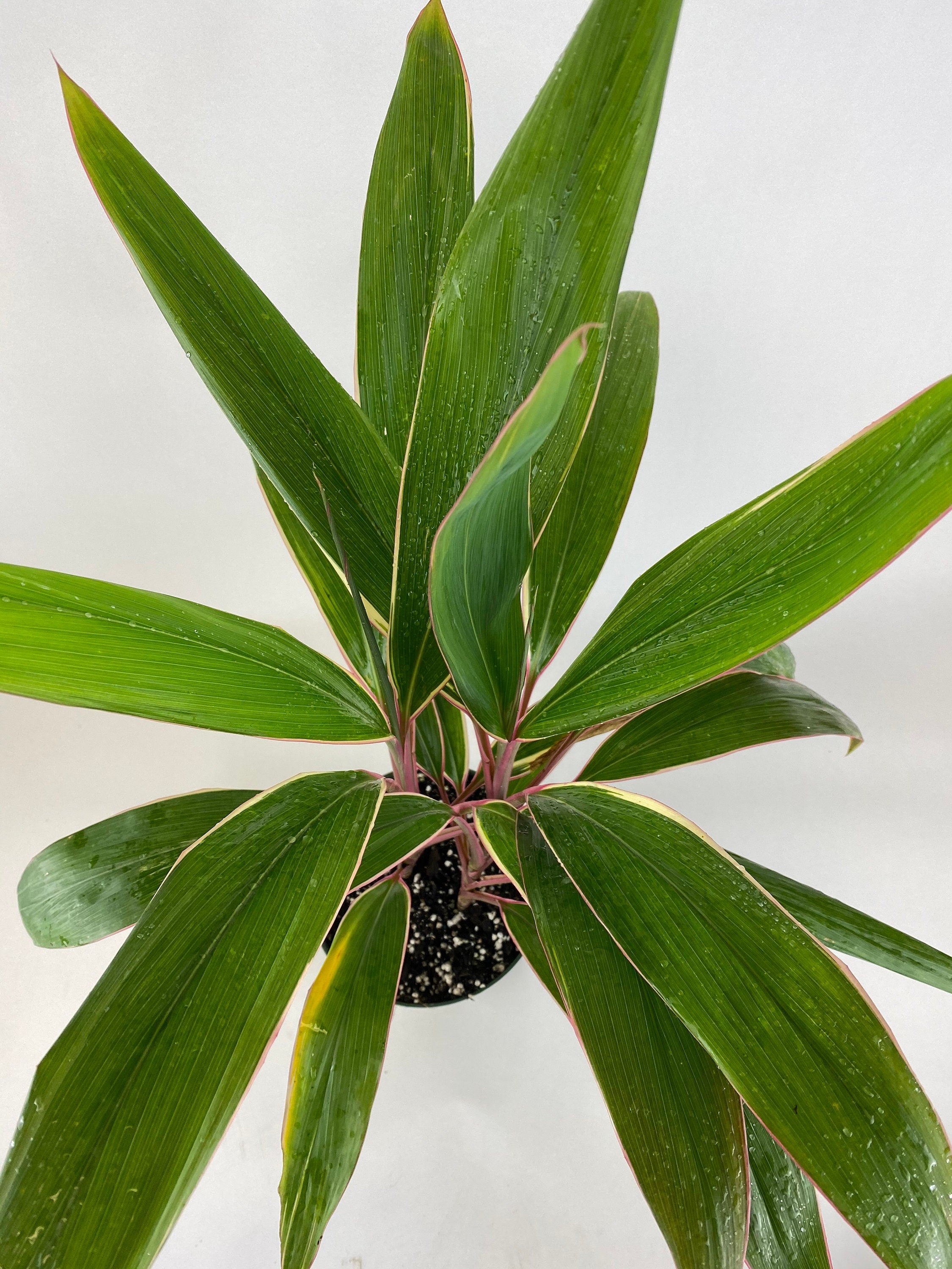 upper view of Cordyline Fruticosa Pink Diamond, Good Luck Plant