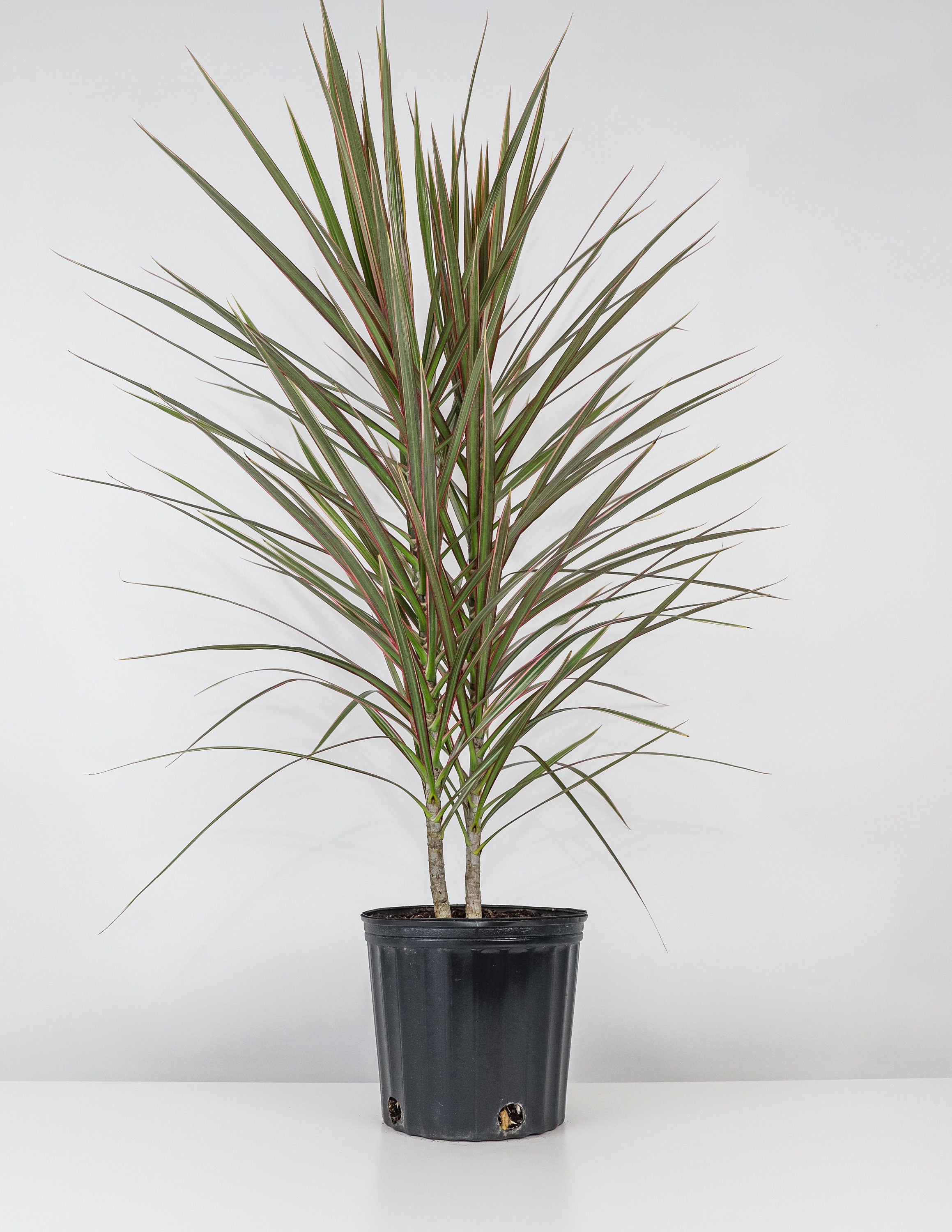 Dracaena Dragon Tree Bicolor Bush