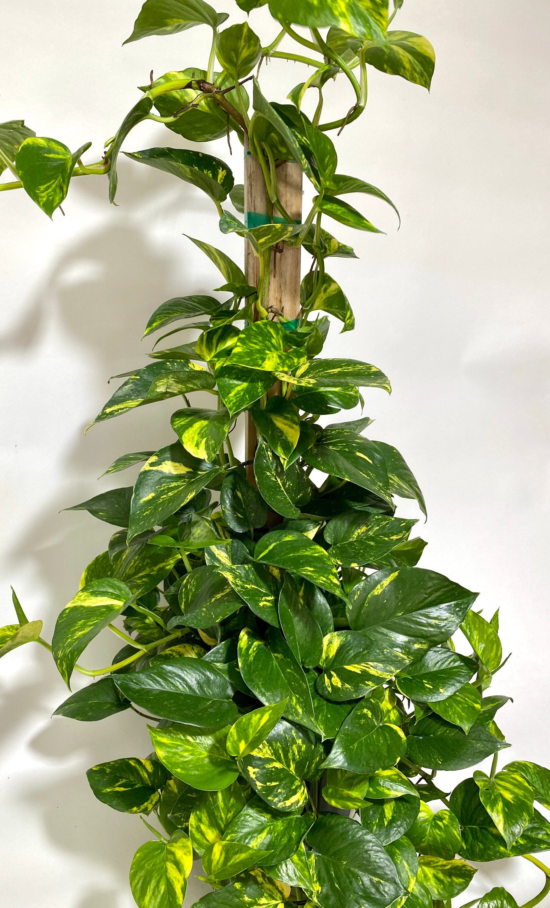 Golden Pothos in Trellis, Epipremnum Aureum close view