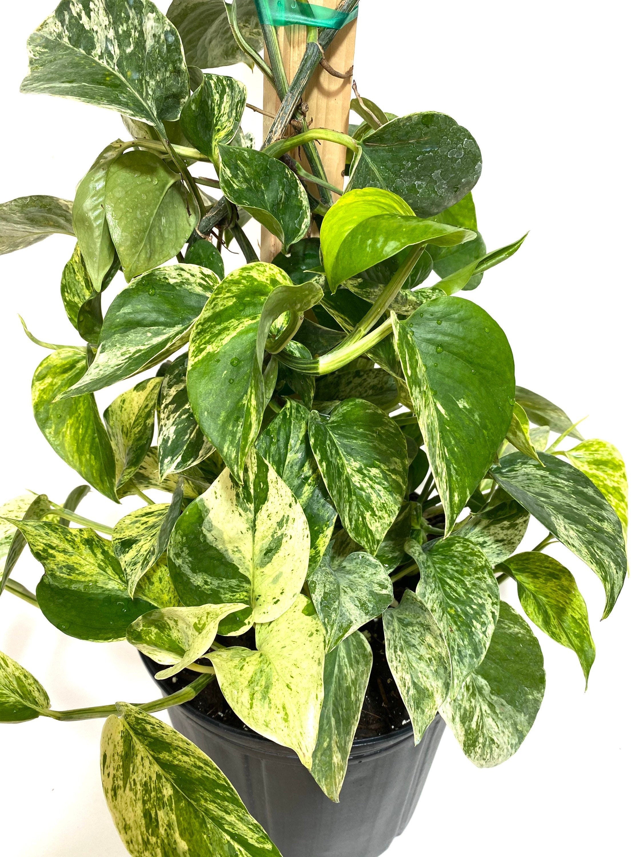 Pothos Marble Queen in Trellis, Stunning Variegated Vines view