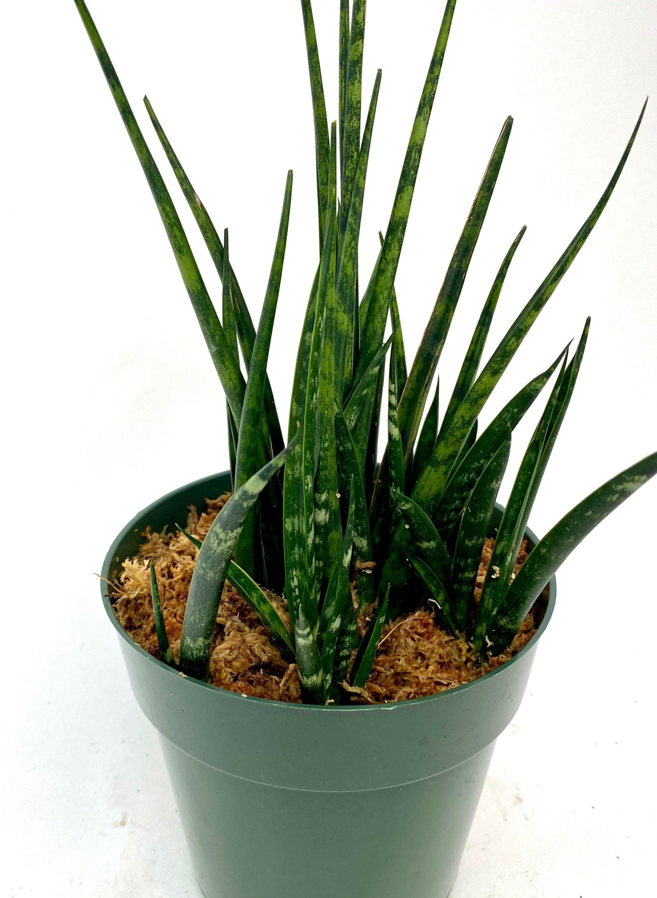 Sansevieria Fernwood Mikado, Snake Plant with white background