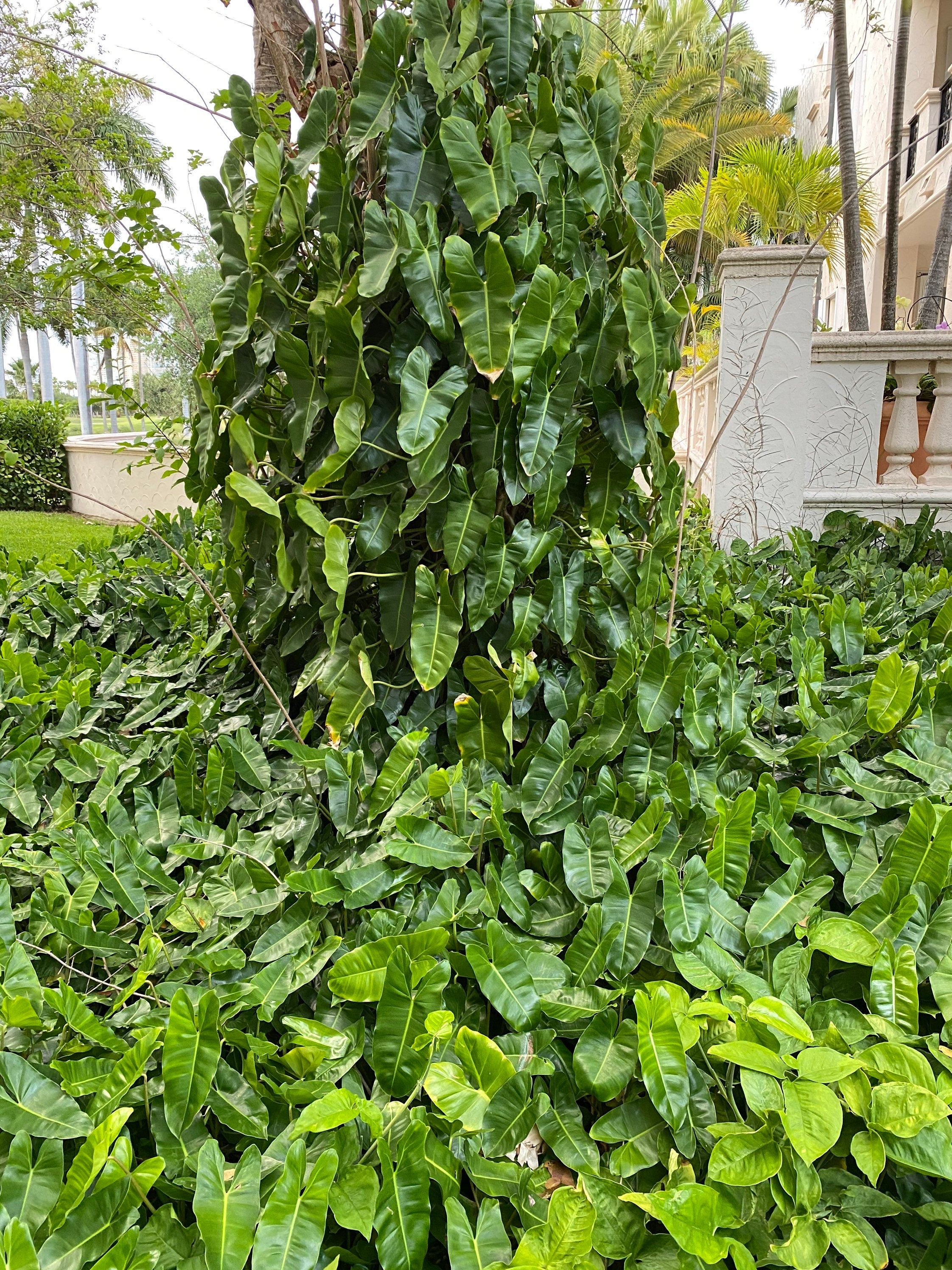 Philodendron Burle Marx, Live Climbing Plant Vine