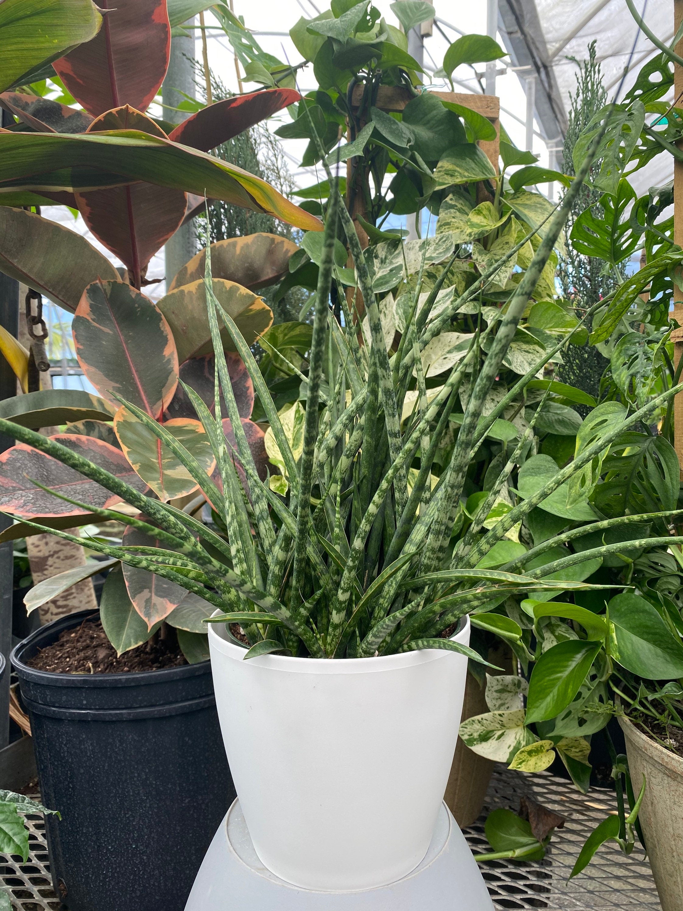 Sansevieria Fernwood Mikado in White Deco Pot in a white pot outside