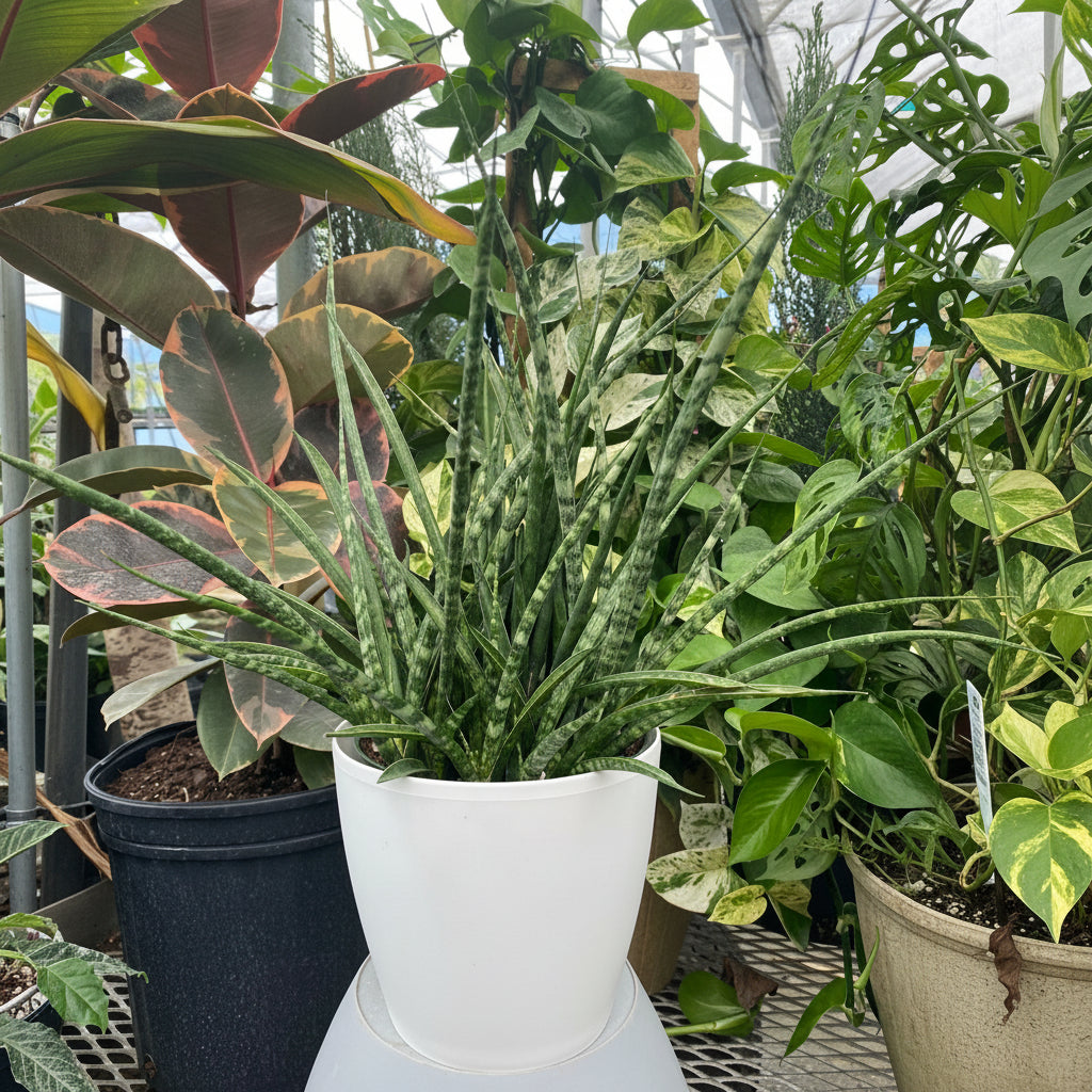Sansevieria Fernwood Mikado in White Deco Pot in a white pot outside