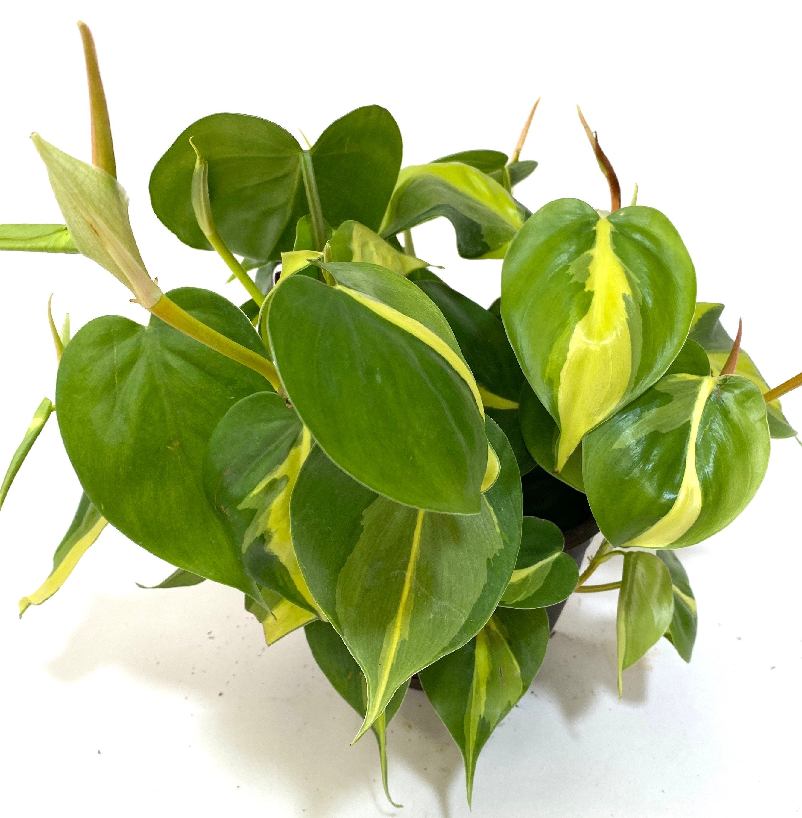 upper view of Philodendron Brazil in Hanging Basket, Live Tropical Vining Plant